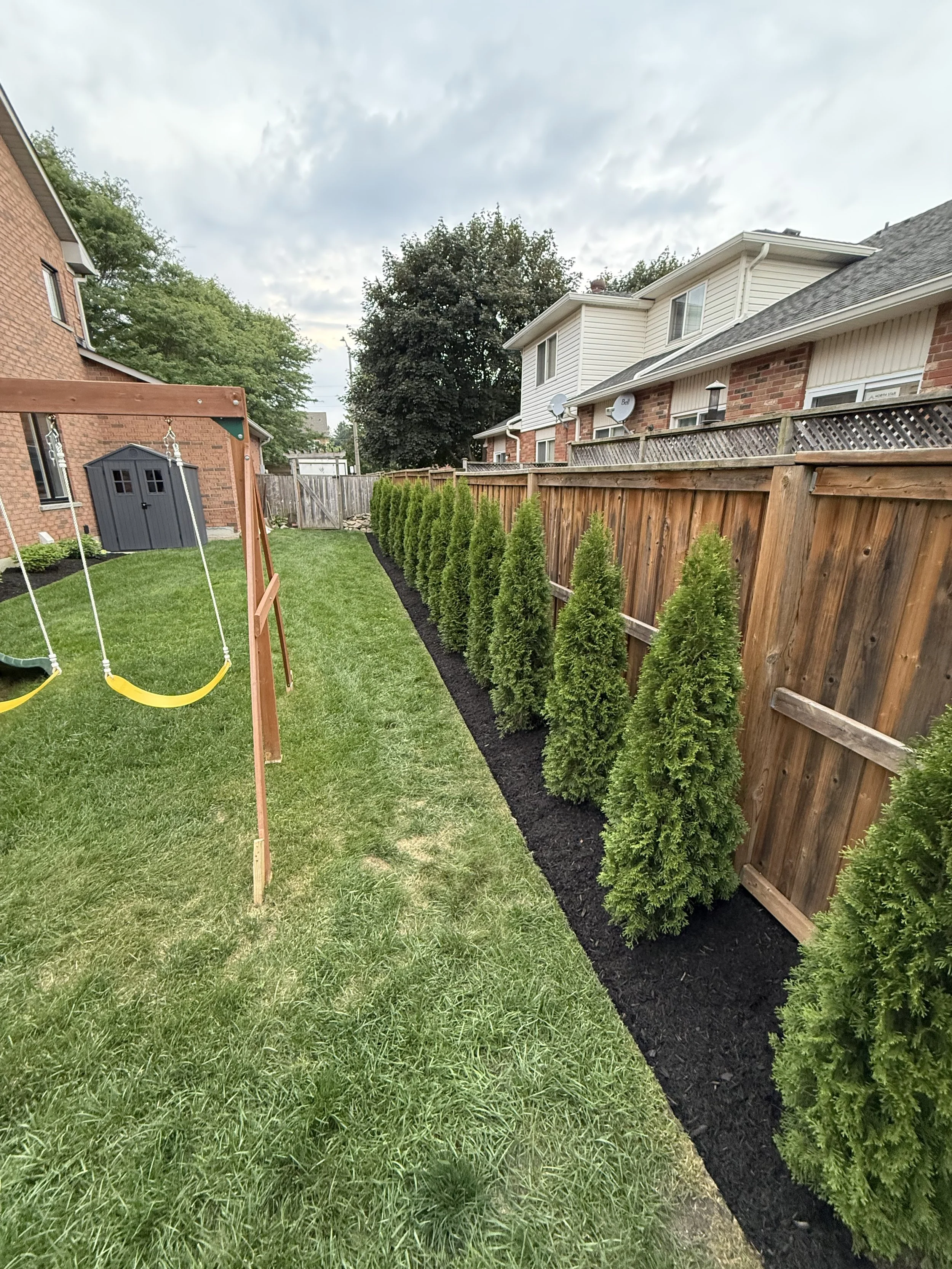 A backyard with a row of evergreen shrubs along a wooden fence, a swing set with yellow swings on the left, and a grass lawn with some patches of dirt underneath.