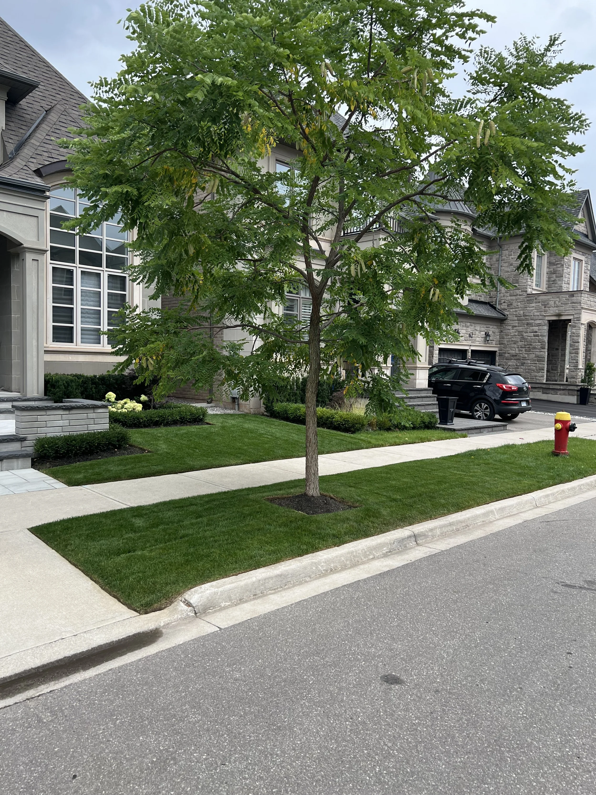 A residential neighborhood street with a young tree planted in a small grassy patch, a fire hydrant, and modern houses with stone and siding exteriors.