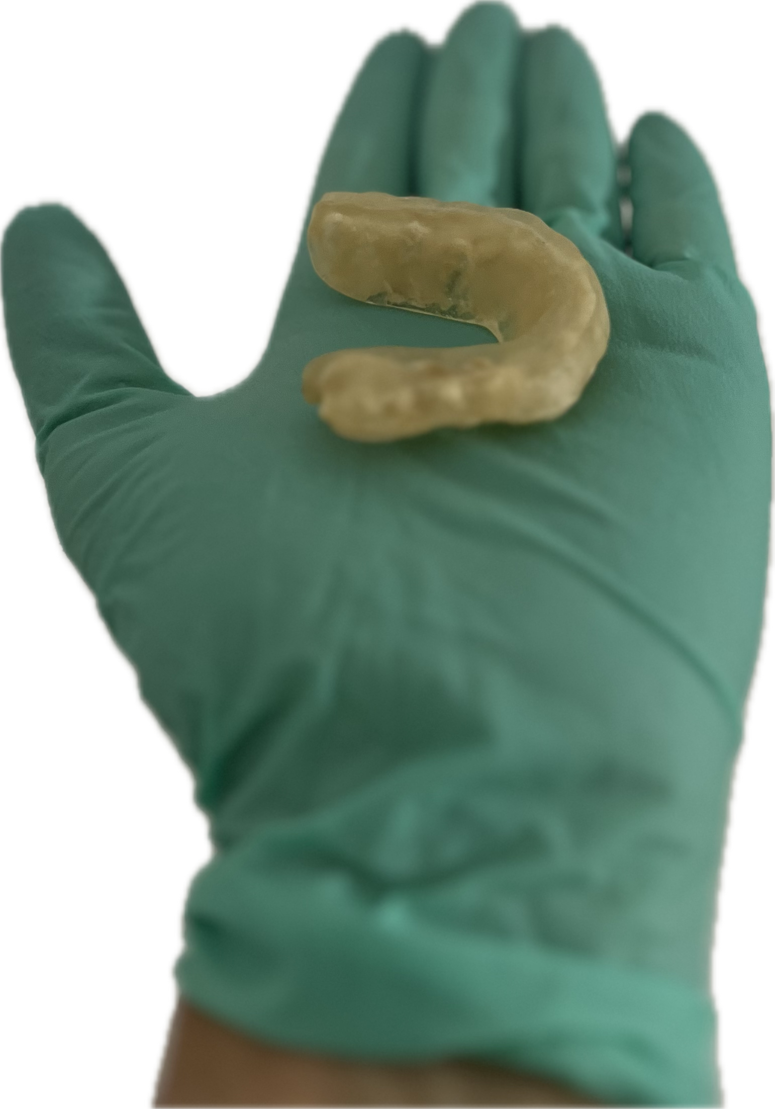 Mano con guanto verde che tiene un verme giallo trasparente.