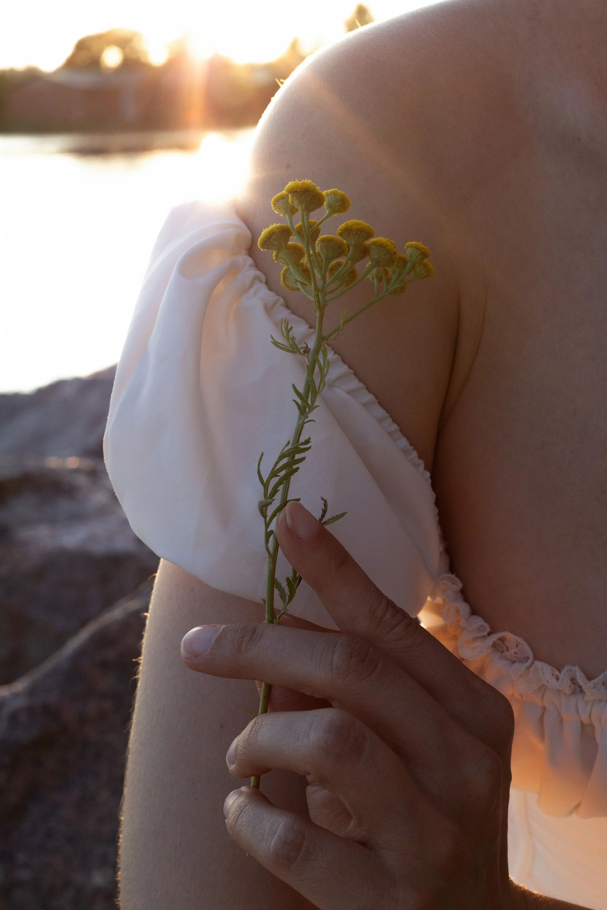 Flower in hand in a soft golden light on a Summer evening.