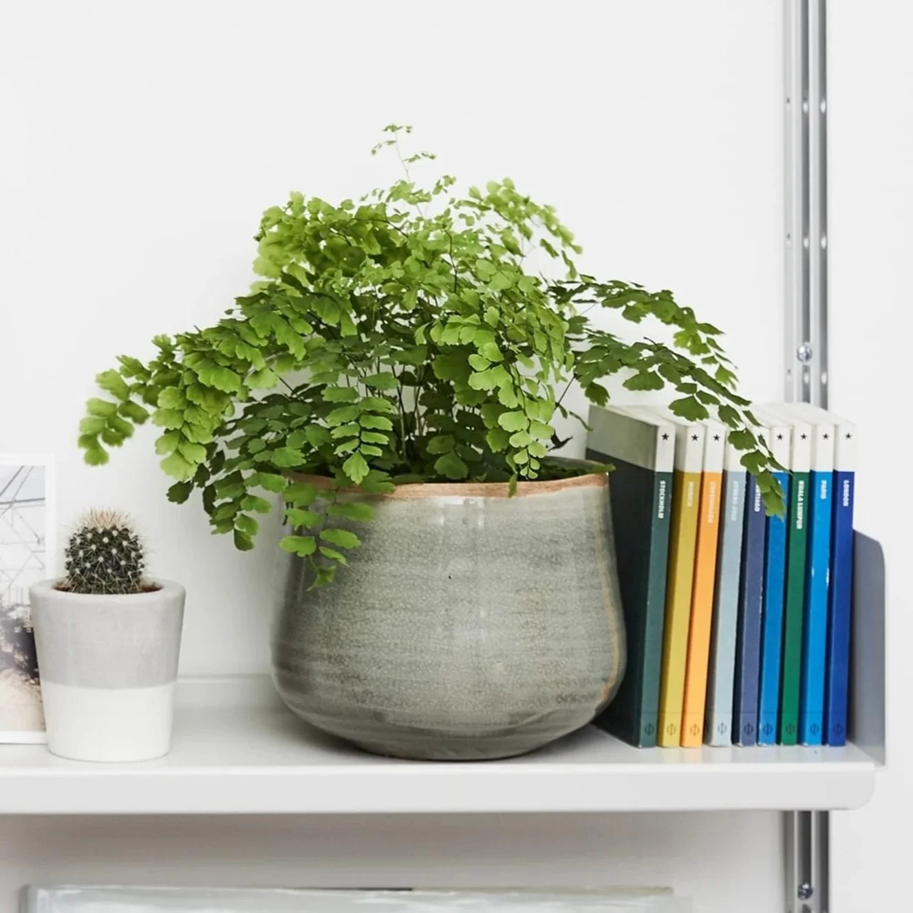 Patch Plants