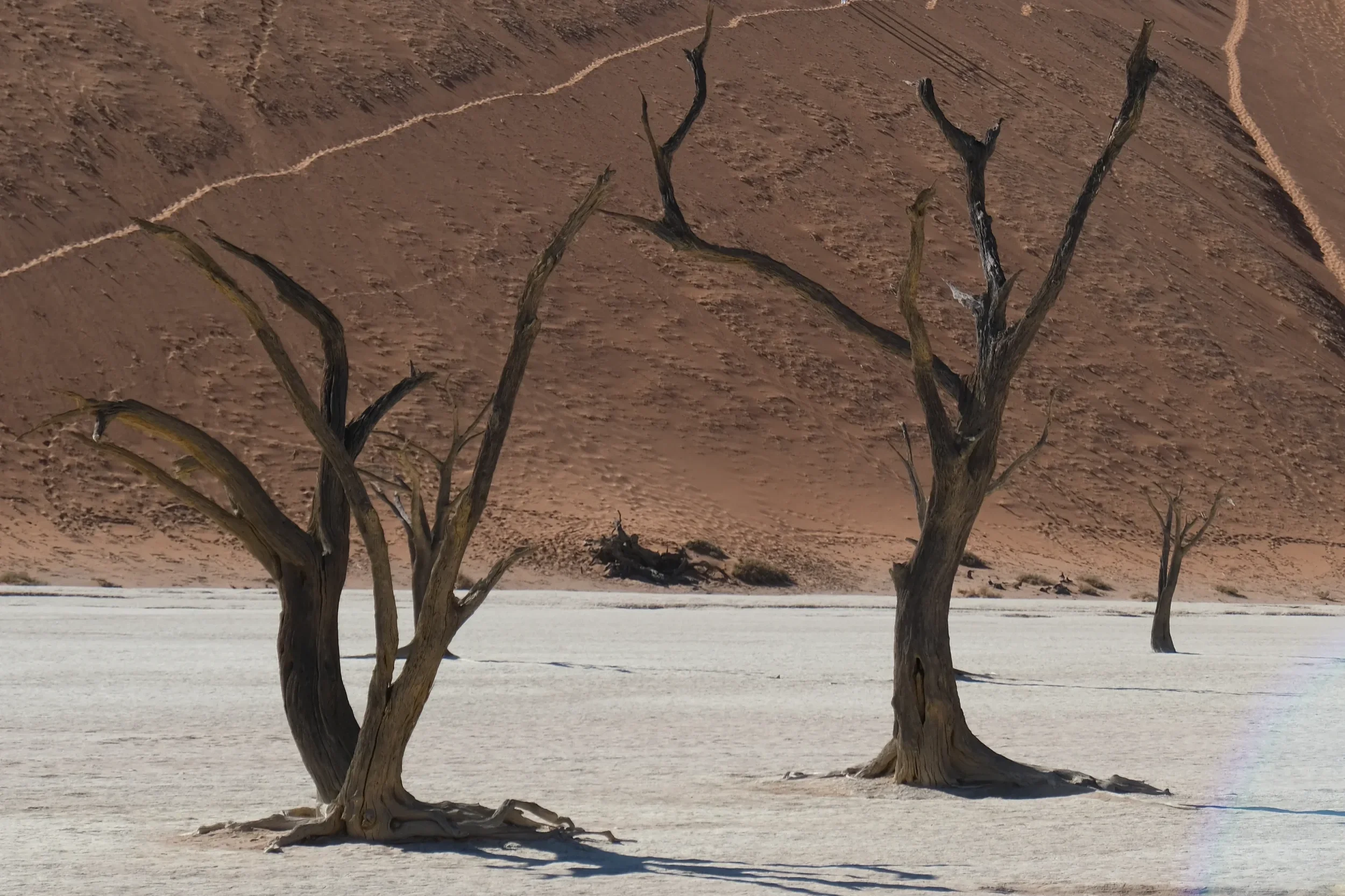 Deadvlei trees