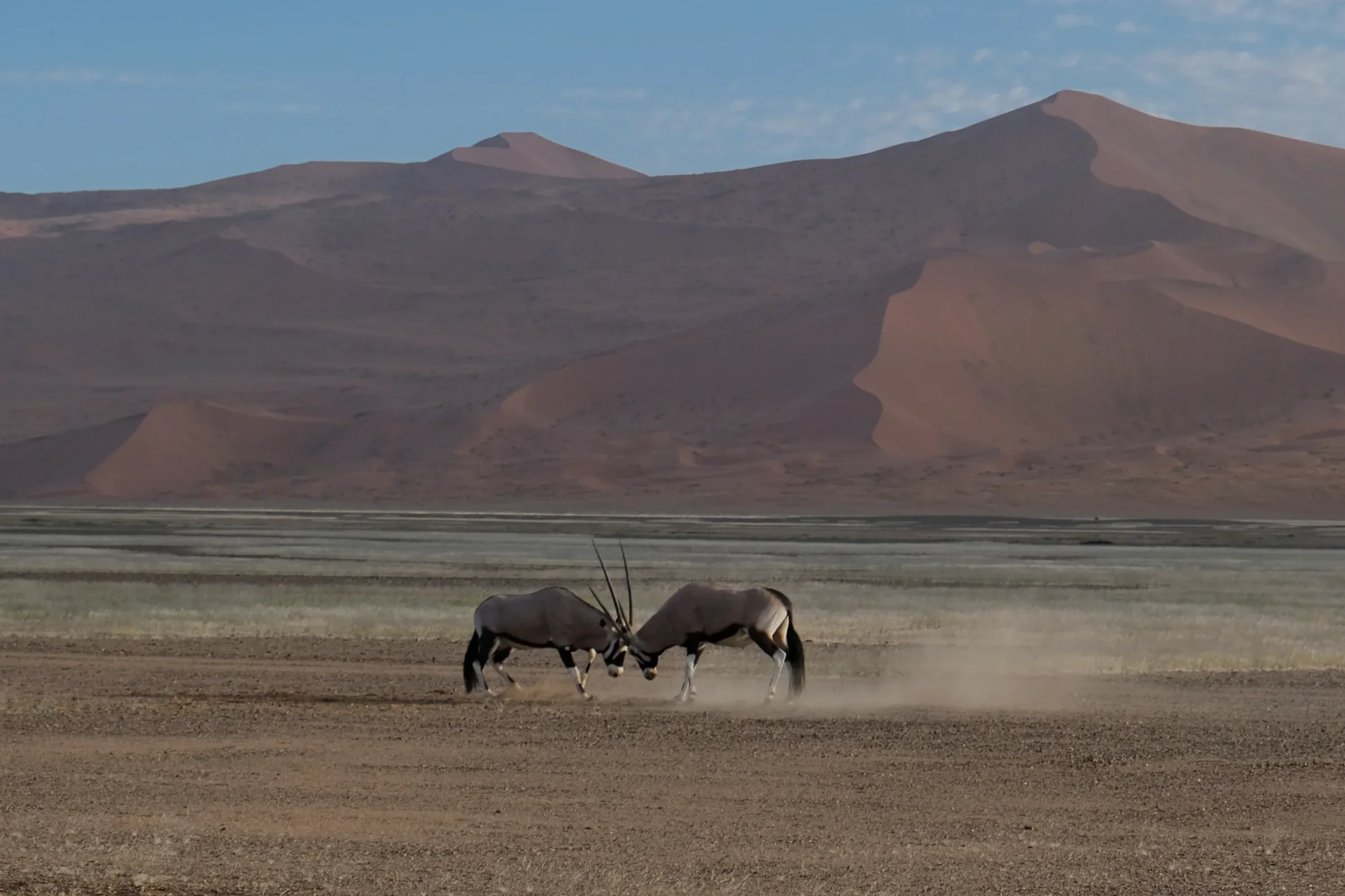 Oryx in Sossusvlei