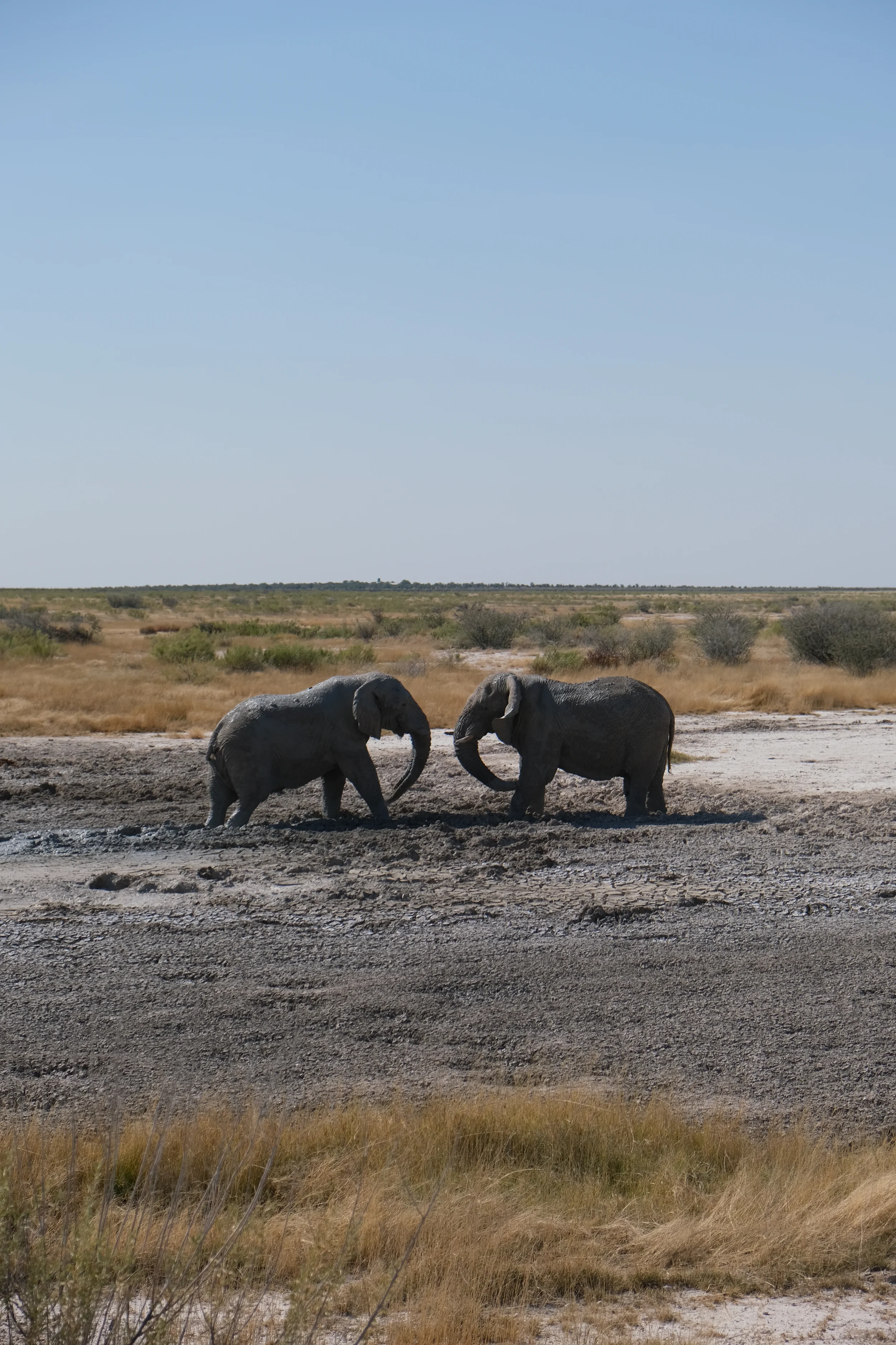 Elephants - Etosha