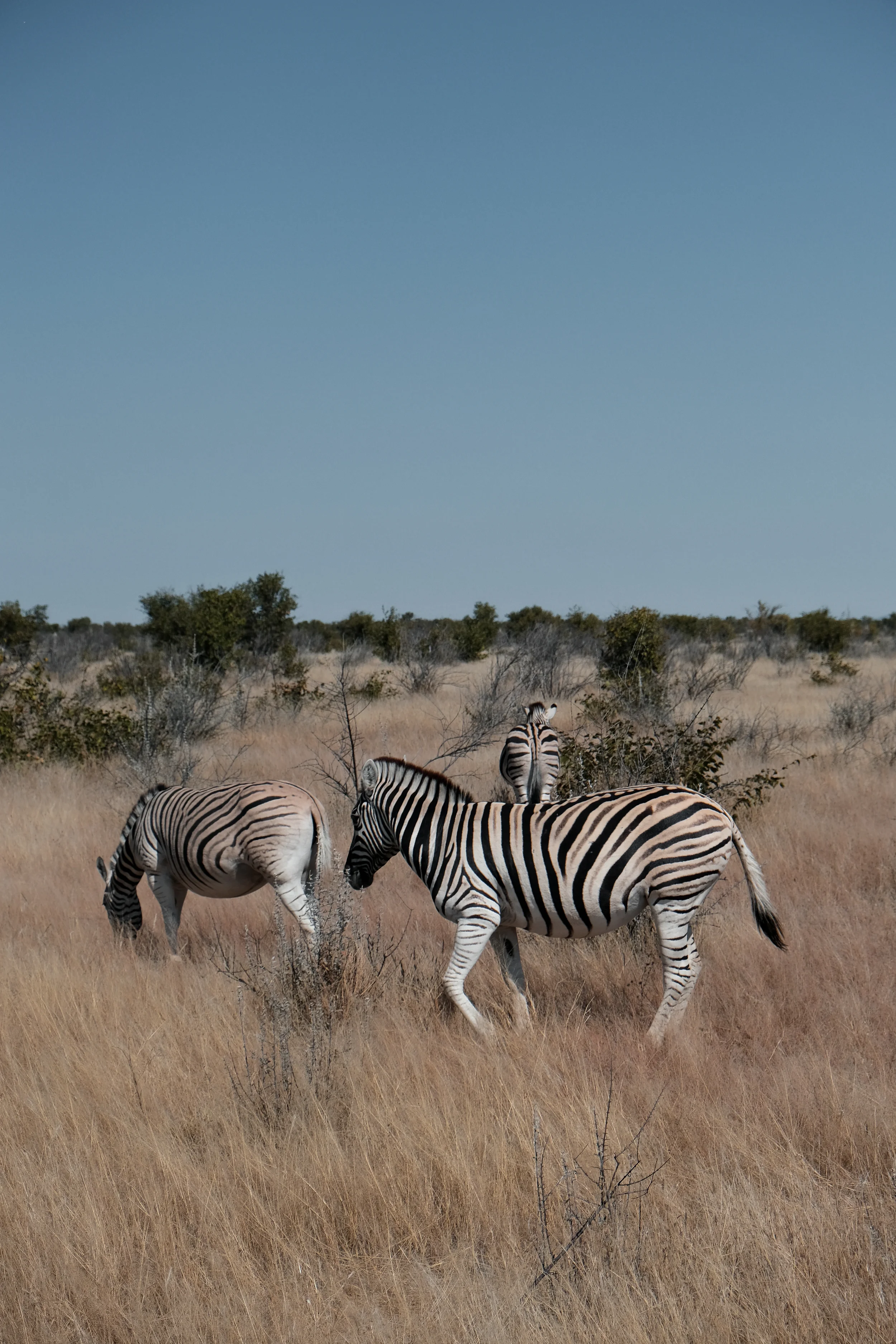 Etosha - Zebras