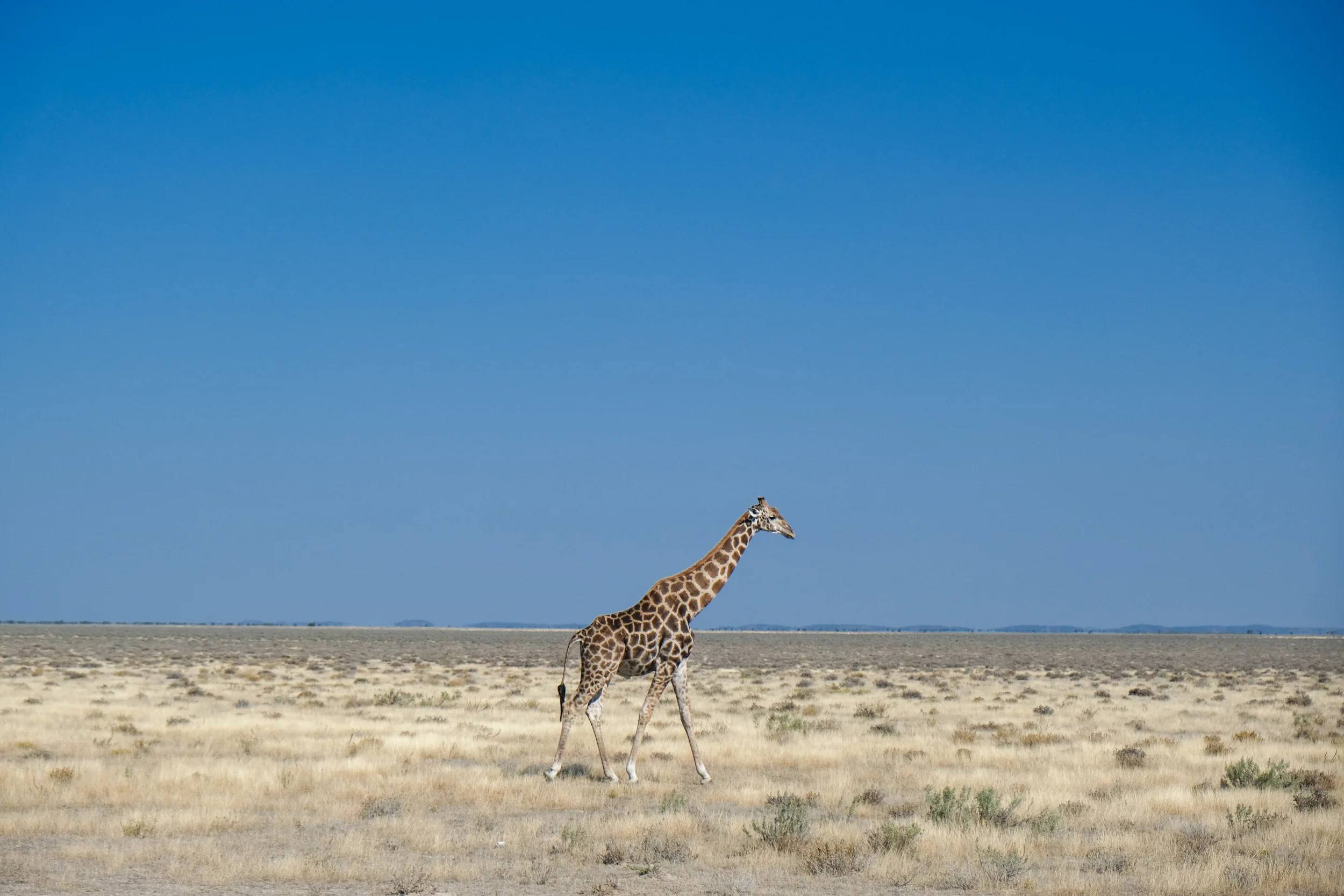 Giraffe - Etosha