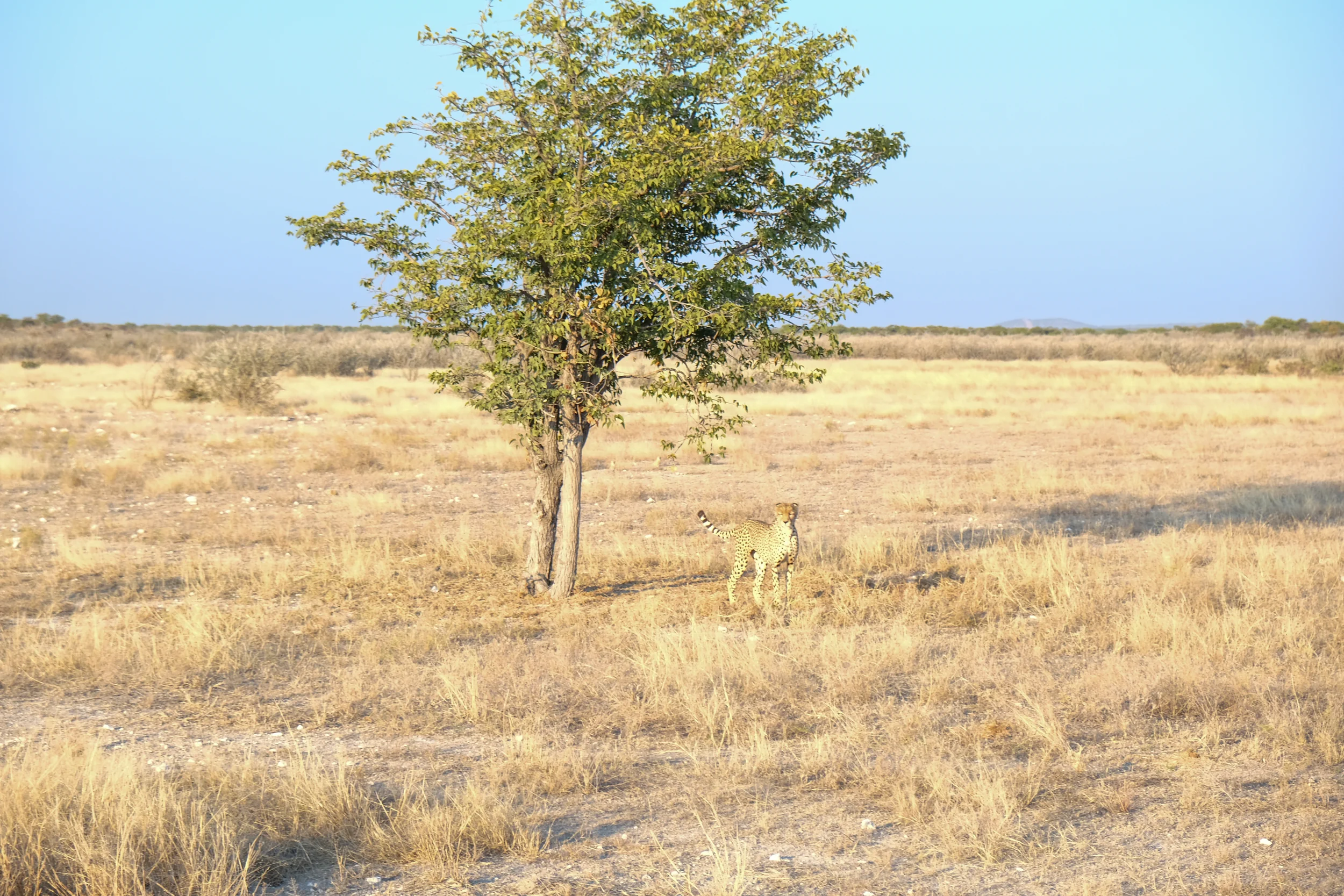 Cheetah in Etosha