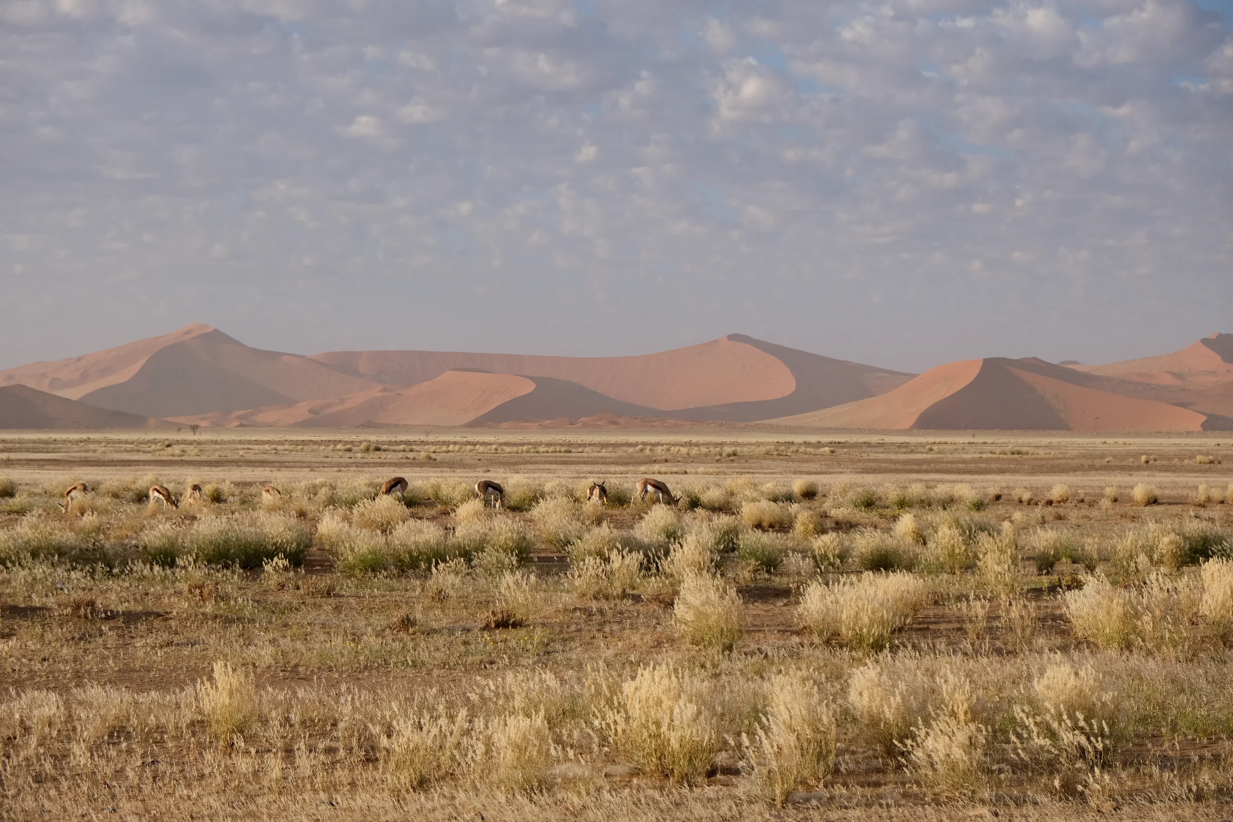 A pack of springboks at Sossusvlei in Namibia