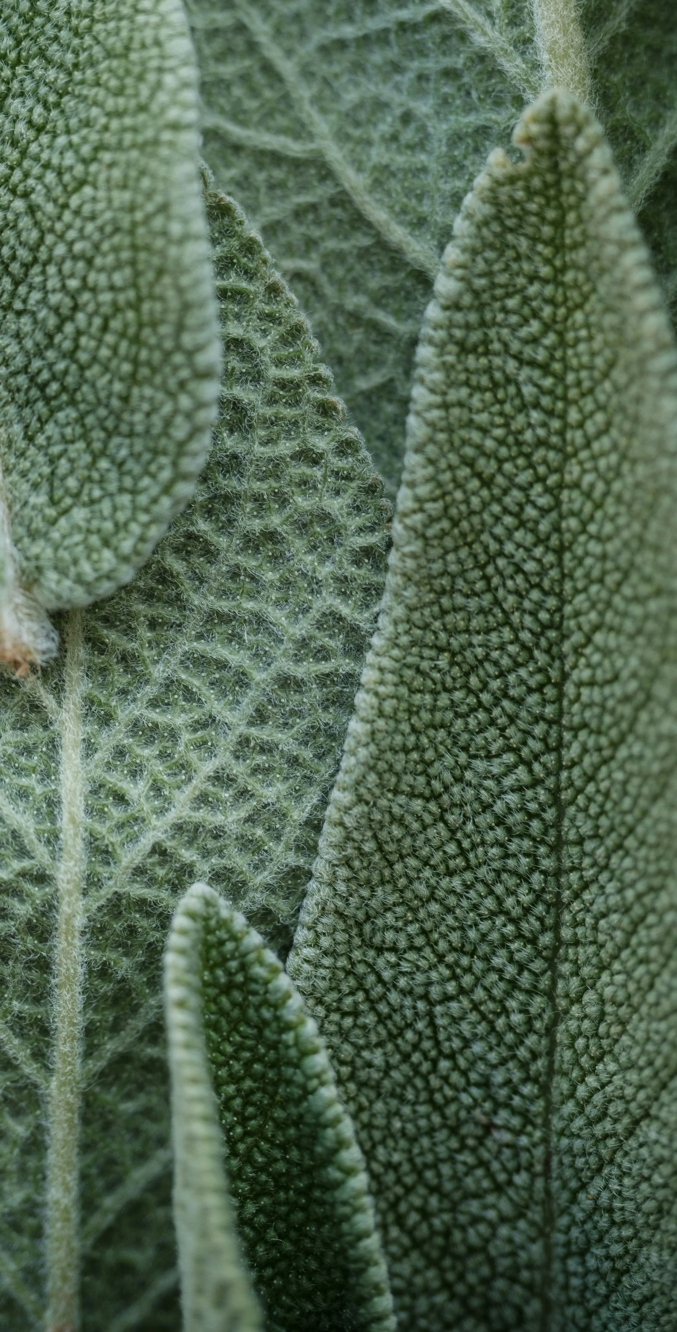 Close-up of fuzzy green leaves with textured surfaces