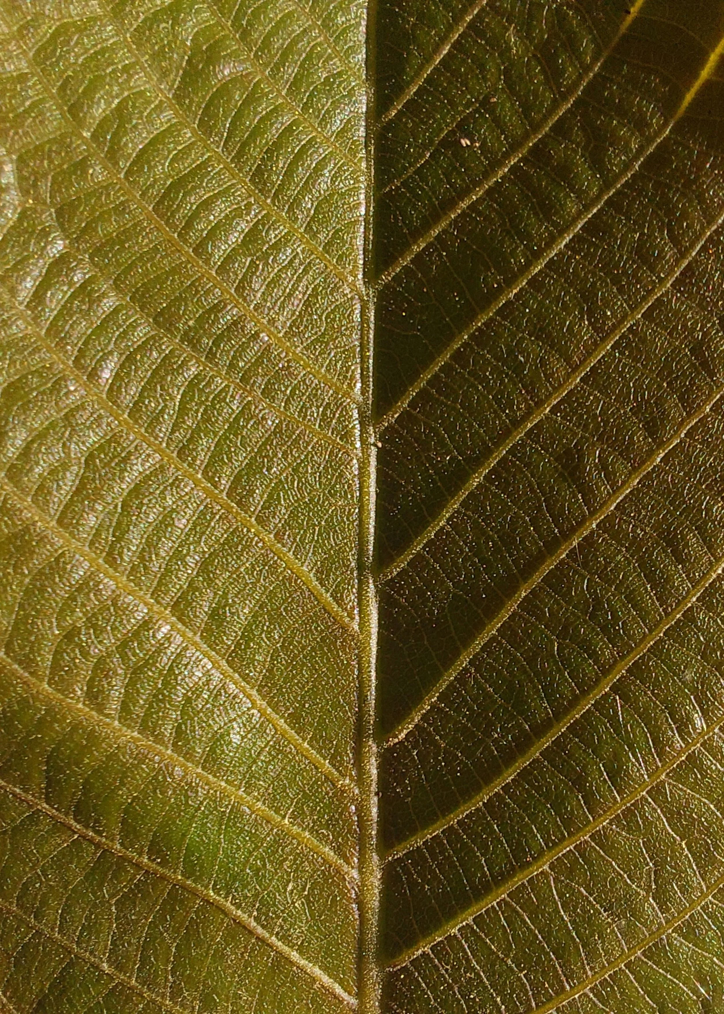 Close-up of a leaf with detailed veins and texture, showing both sides of the leaf, with one side light green and the other dark brown.