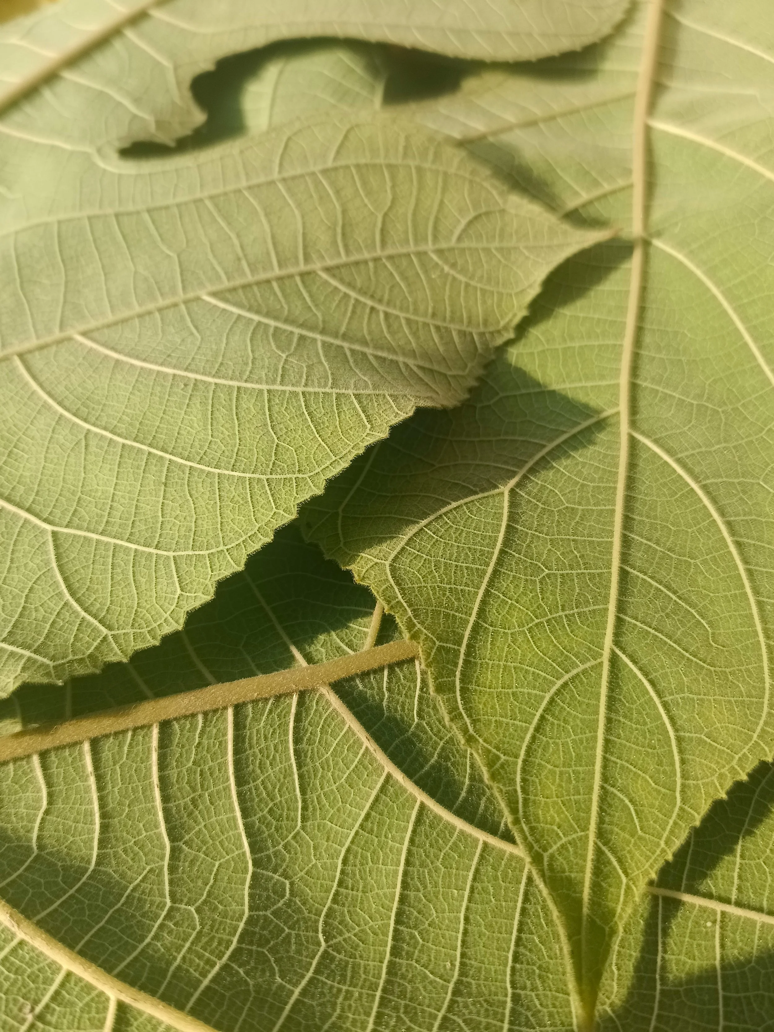 Close-up of green leaves showing detailed veins and texture.