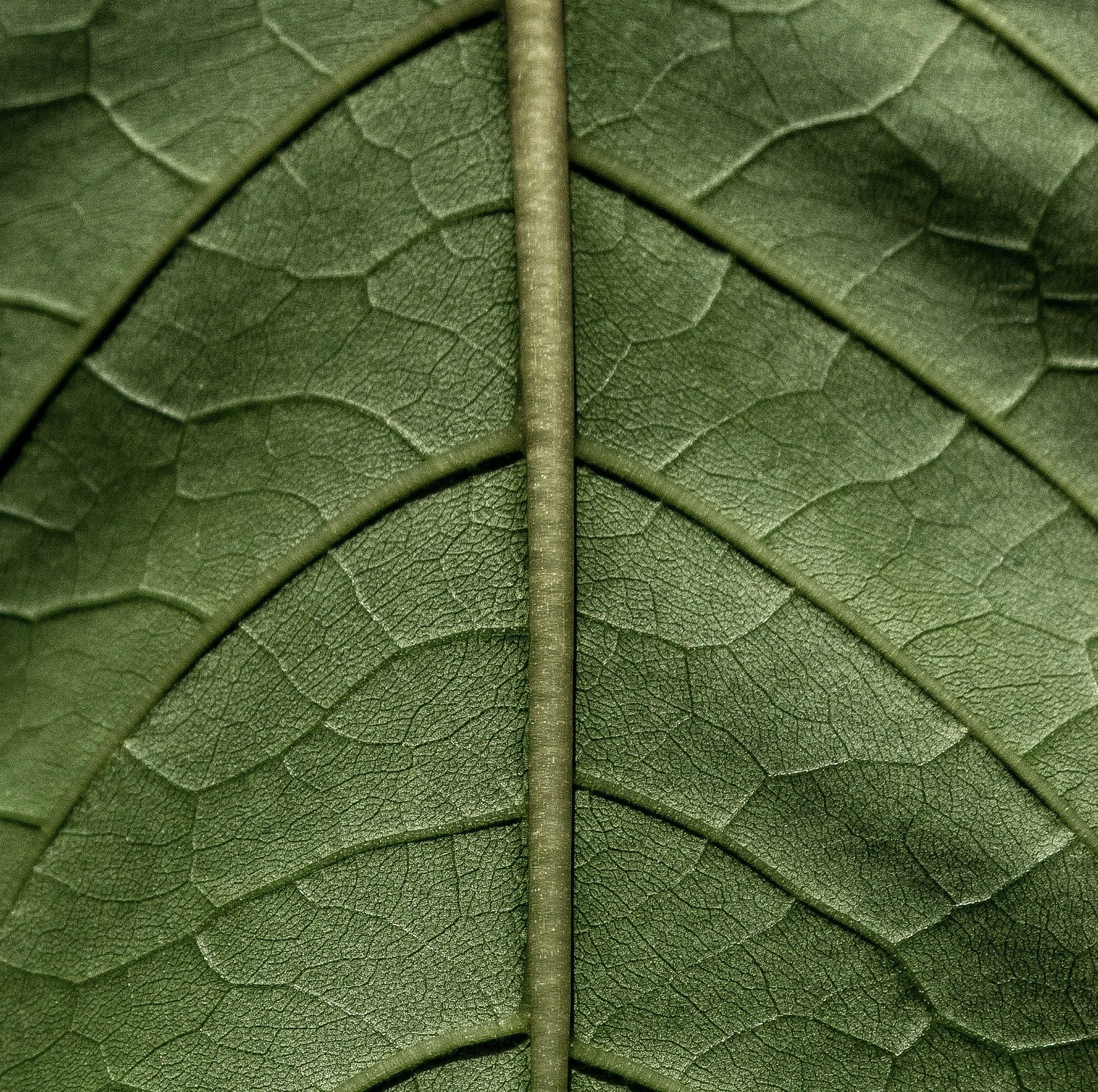 Close-up of green leaves showing detailed veining and texture.