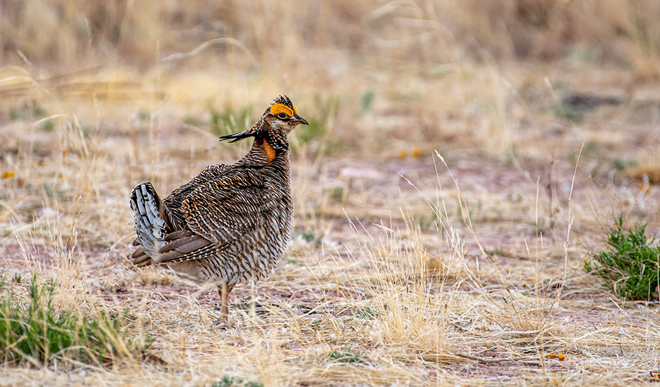 A male Greater Prairie Chicken standing in a dry, grassy field.