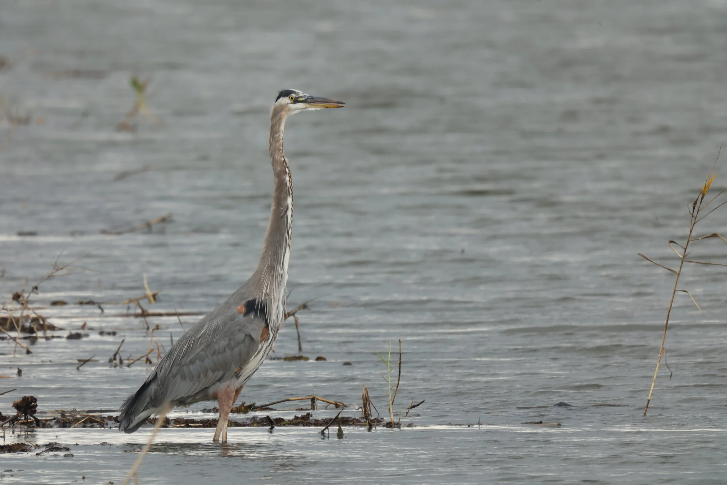 A heron standing in shallow water near the shore, with reeds and small plants in the background.