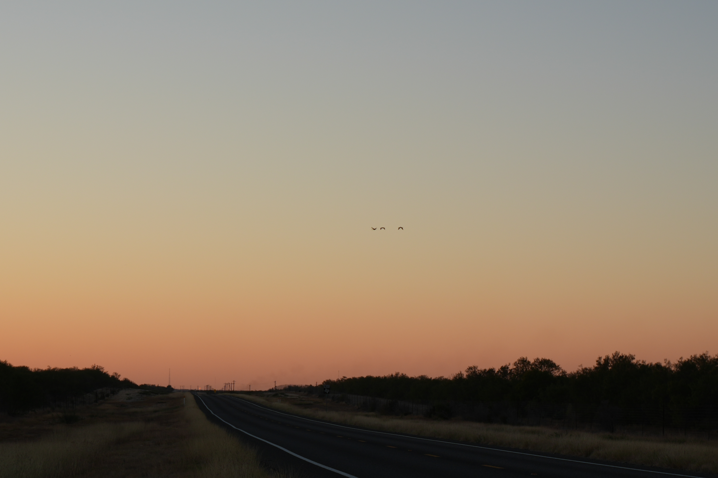 A winding road stretching into the distance with a sunset sky. Three birds are flying in the sky, and trees line the horizon.