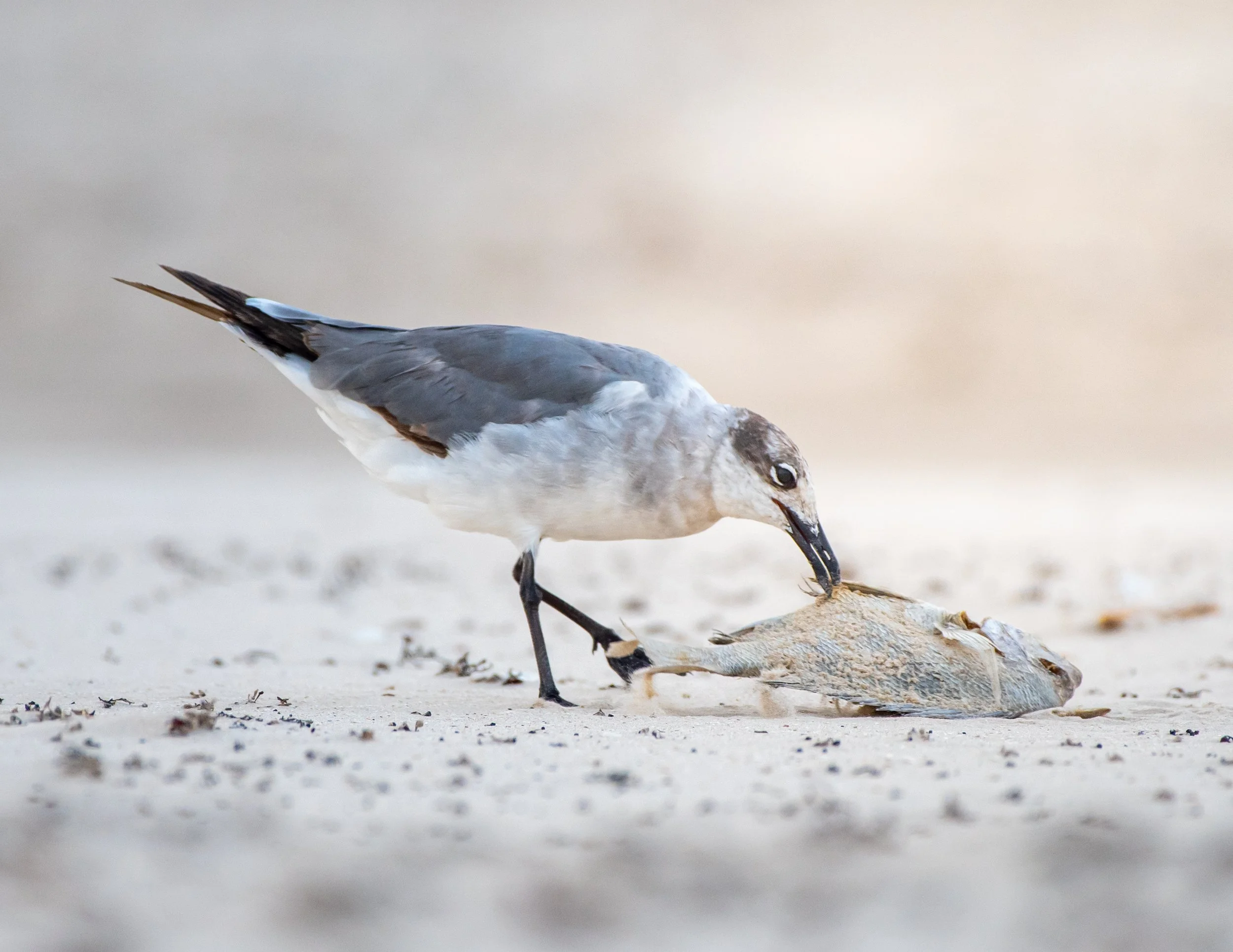 A seabird, possibly a tern, standing on sandy ground, holding a fish in its beak.