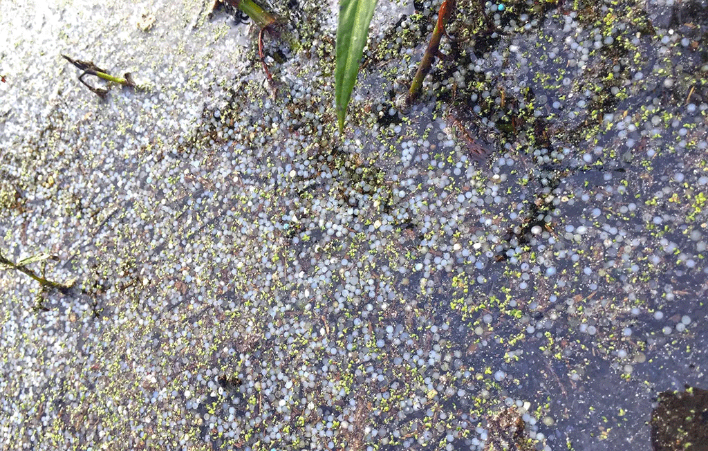 Close-up of a wet surface covered with small green and white bubbles, with some green plant stems and leaves.
