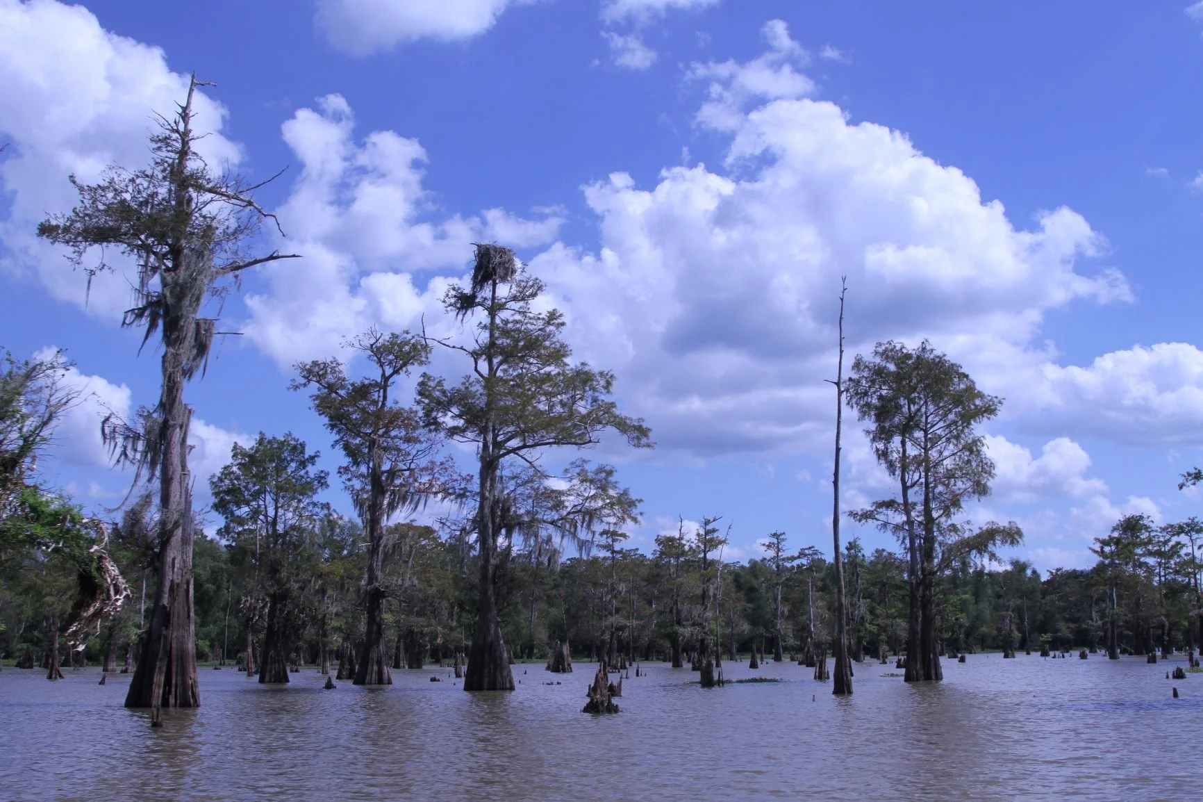 A photo of a swamp with tall trees, some with Spanish moss, under a partly cloudy blue sky.