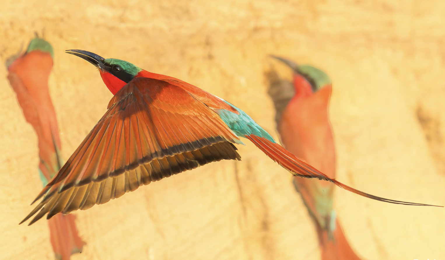Southern Carmine bee-eaters with red, green, and blue feathers, perched on a yellow background. Safari in South Luangwa national park with Wild Selection Tours.