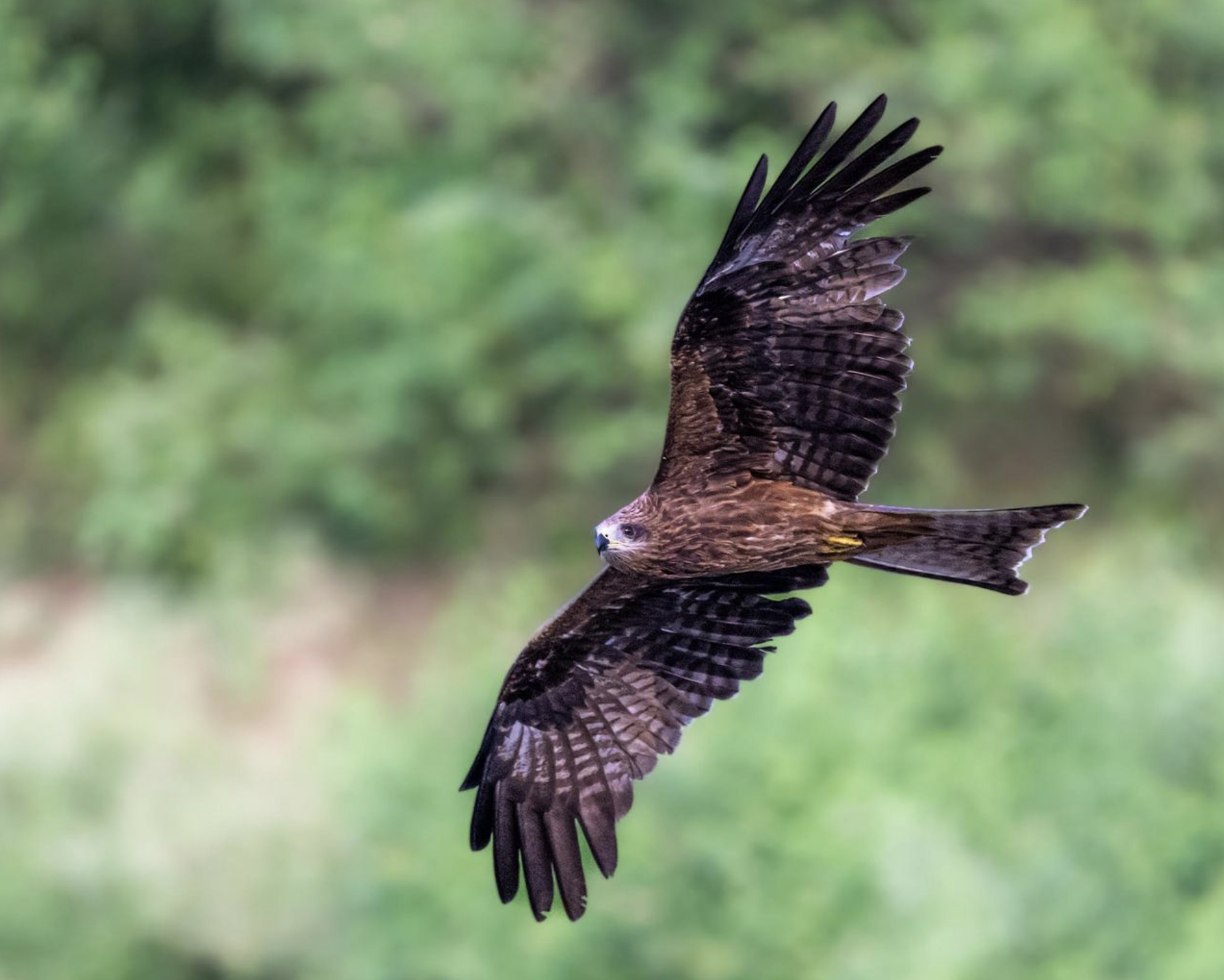 A bird of prey flying in front of a green, blurred background. Birding tour in Lumbini, Nepal. Wildlife expedition and phot safari with Wild Selection Tours.