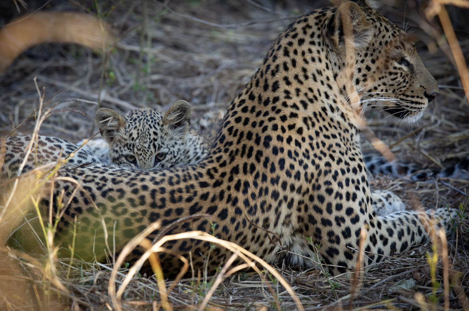 A leopardness resting in dry grass with her leopard cub, both with spotted coats, in a natural outdoor setting. Safari in South Luangwa national park with Wild Selection Tours.