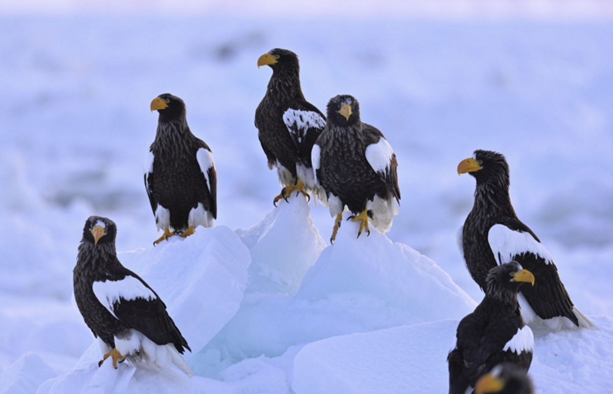 A group of six Steller's sea eagles perched on ice in a snowy landscape. Hokkaido birding expedition with Wild Selection Tours. Shiretoko, Japan.