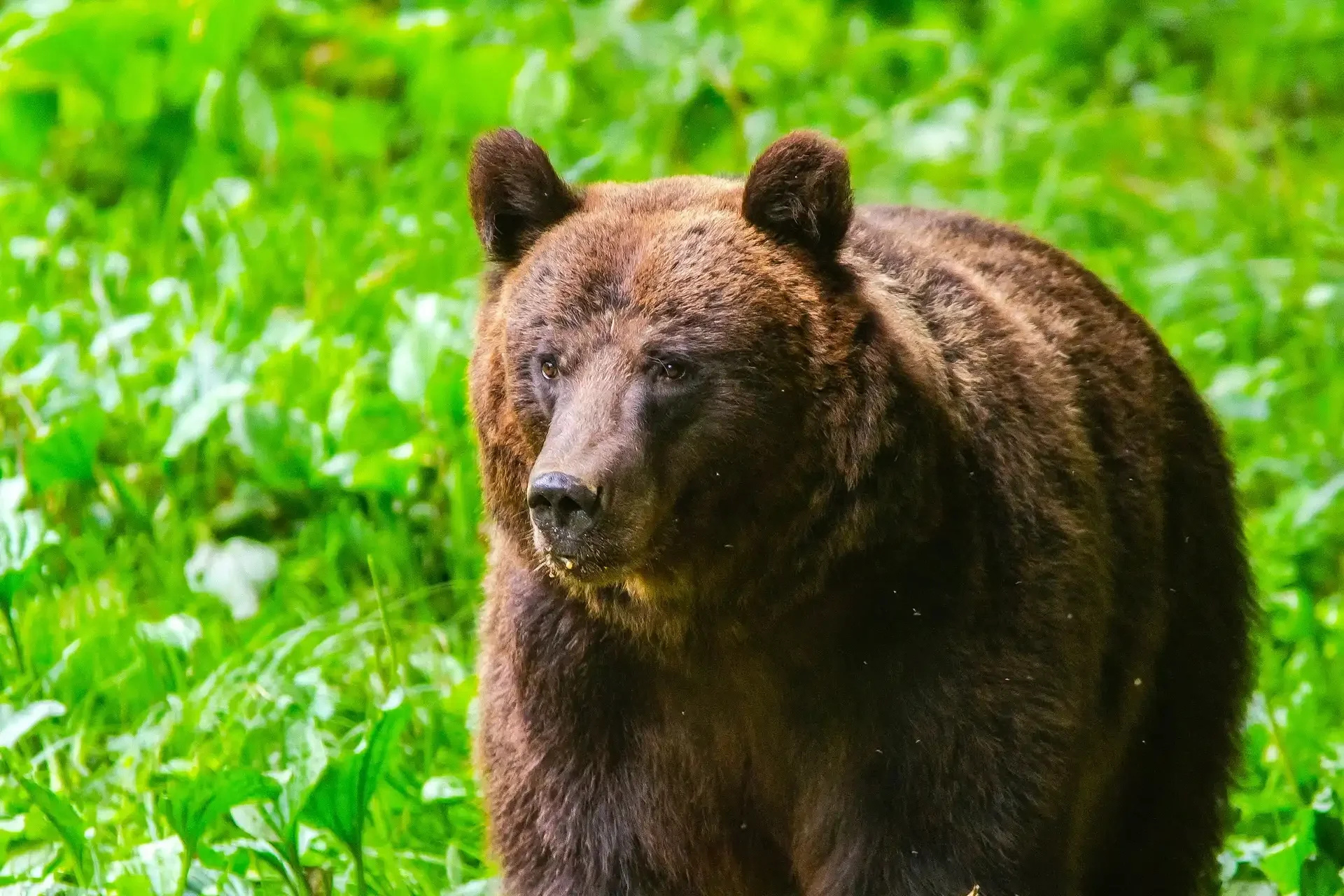 A close-up of a brown bear standing in a lush green forested area, surrounded by green foliage.