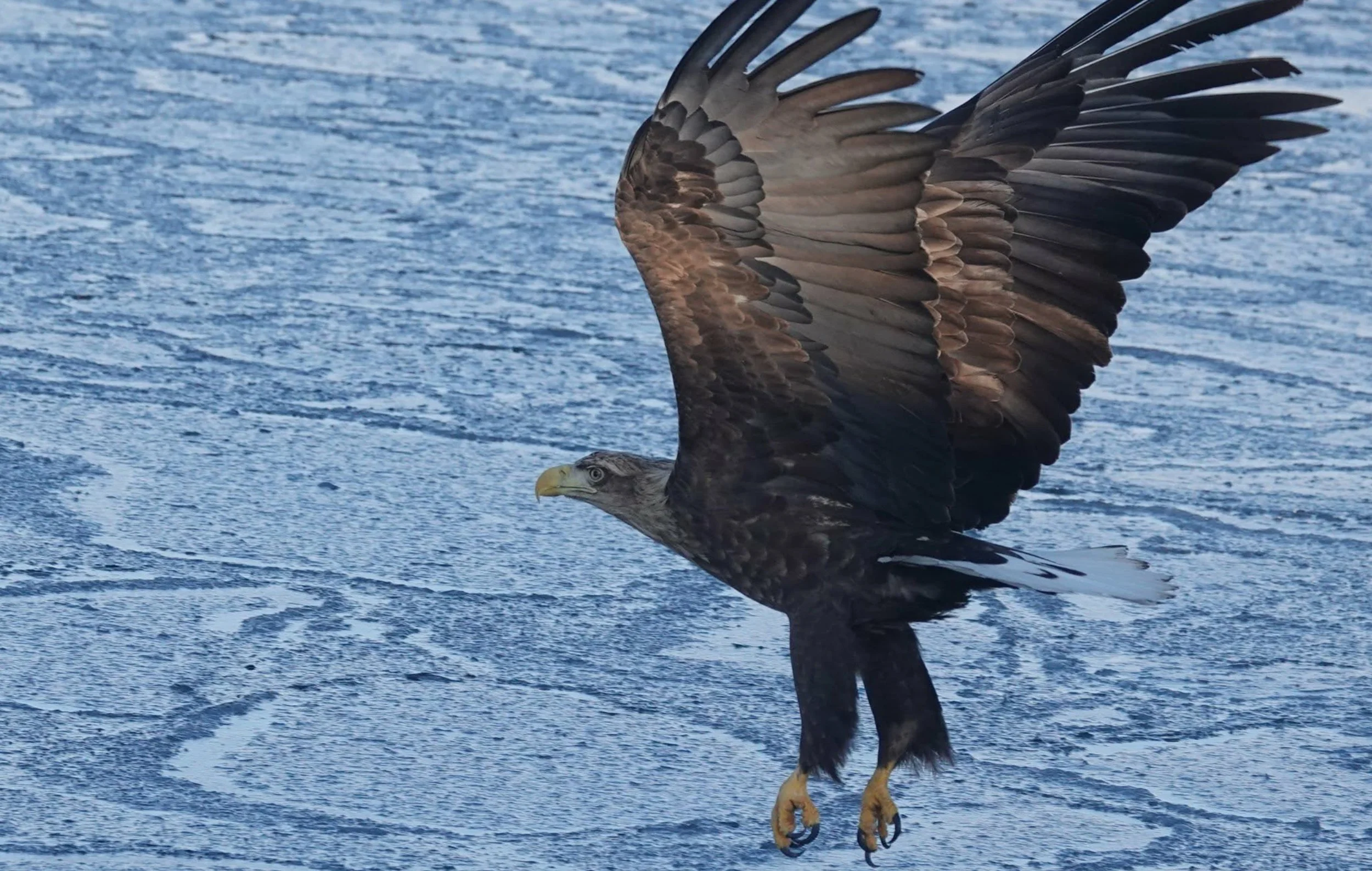 white-tailed eagle in flight over water with wings spread wide. Shiretoko, Japan.