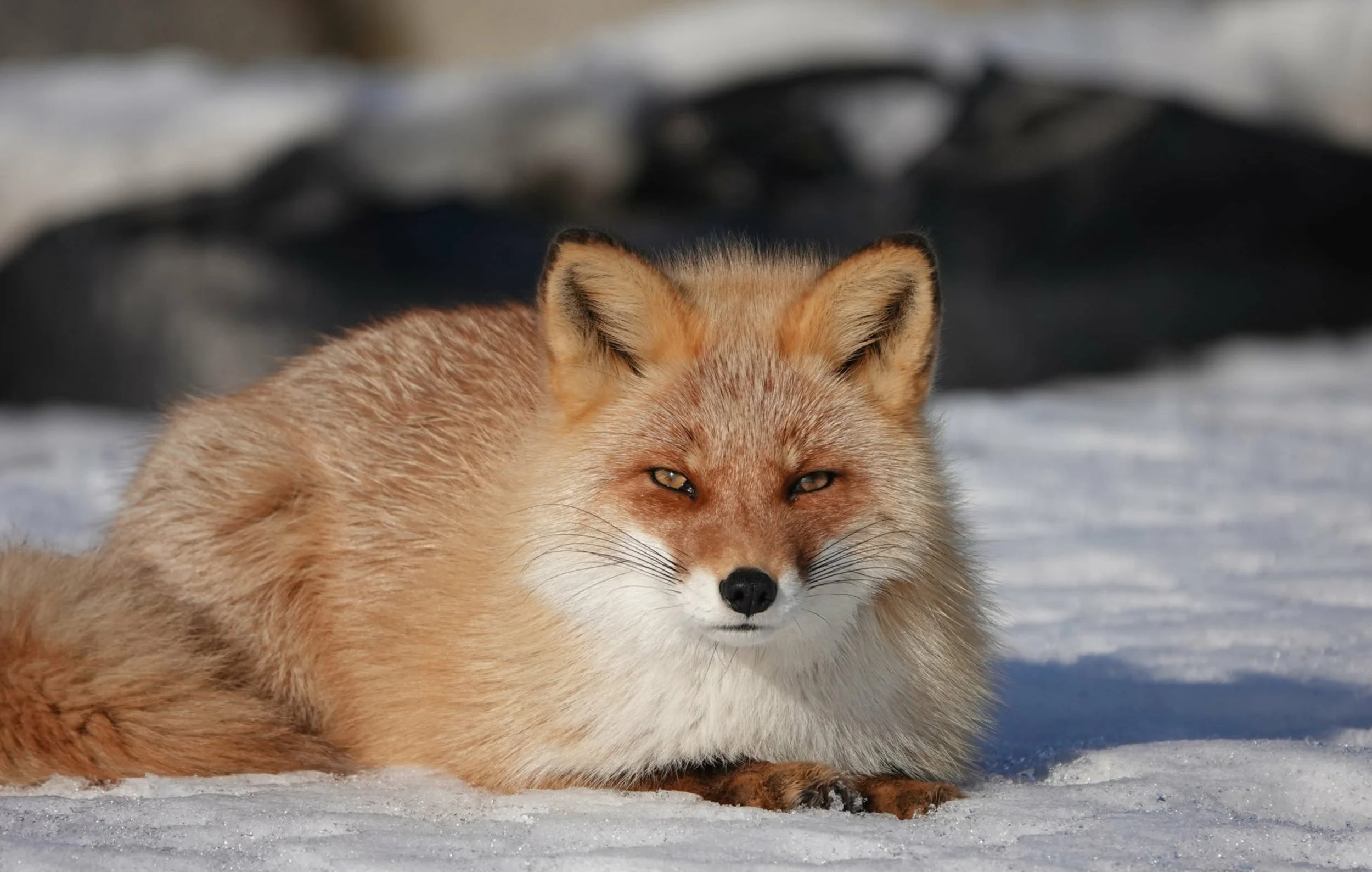 A fox lying on snow with a blurred background of rocks and snow. Hokkaido, Japan.