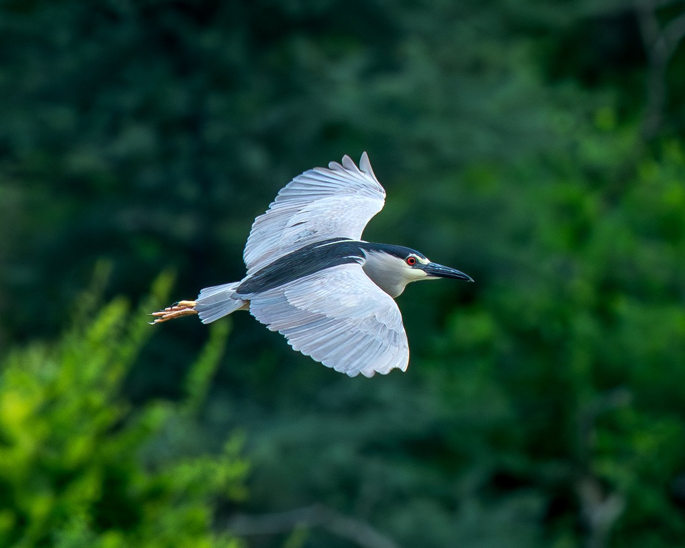 A heron flying with a blurred green forest background.