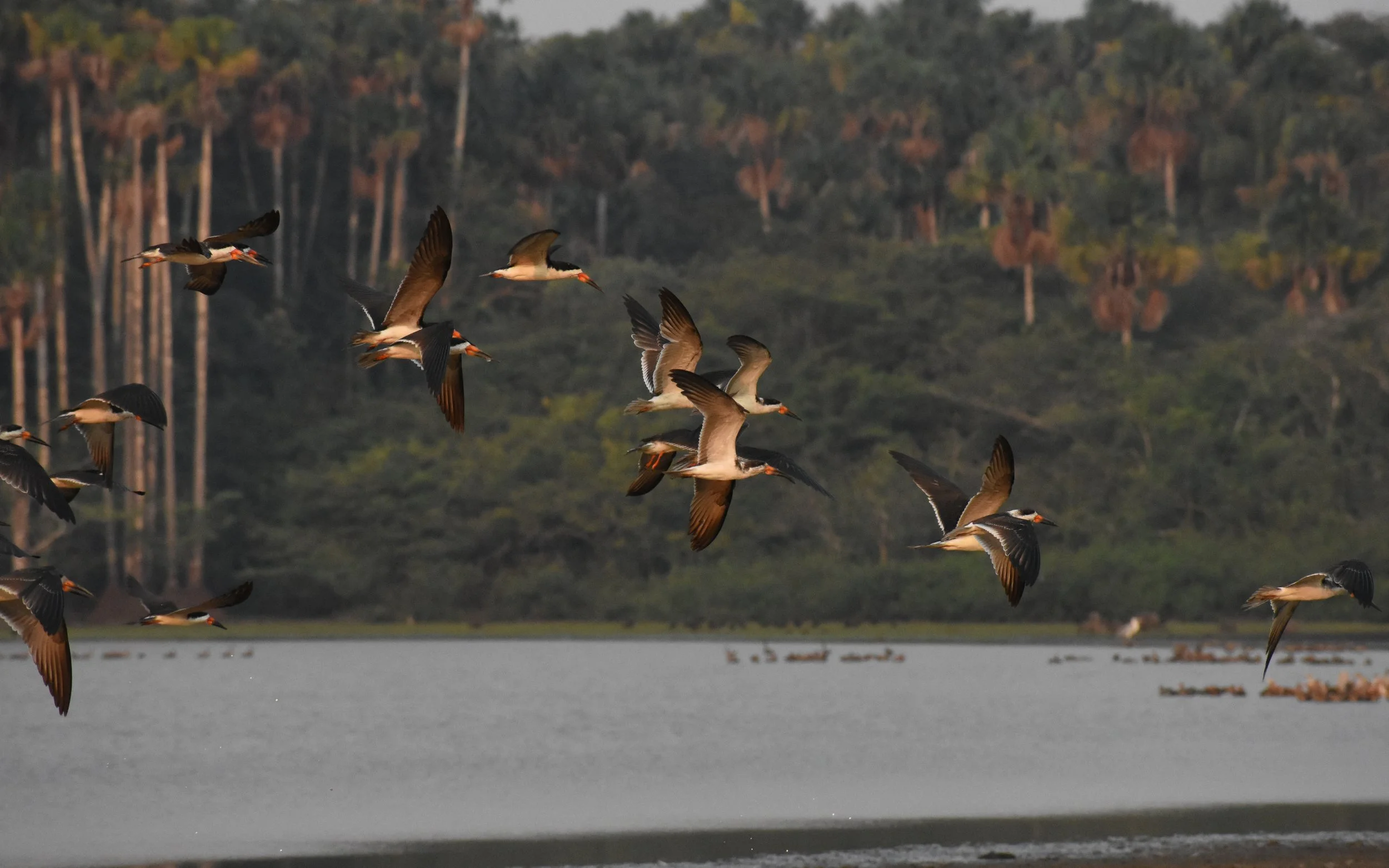 A flock of birds flying over a lake with trees in the background.