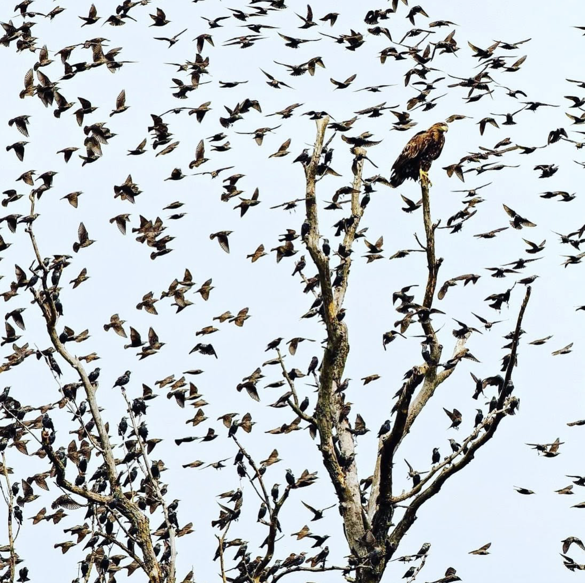 A large flock of birds flying above bare tree branches against a pale sky.