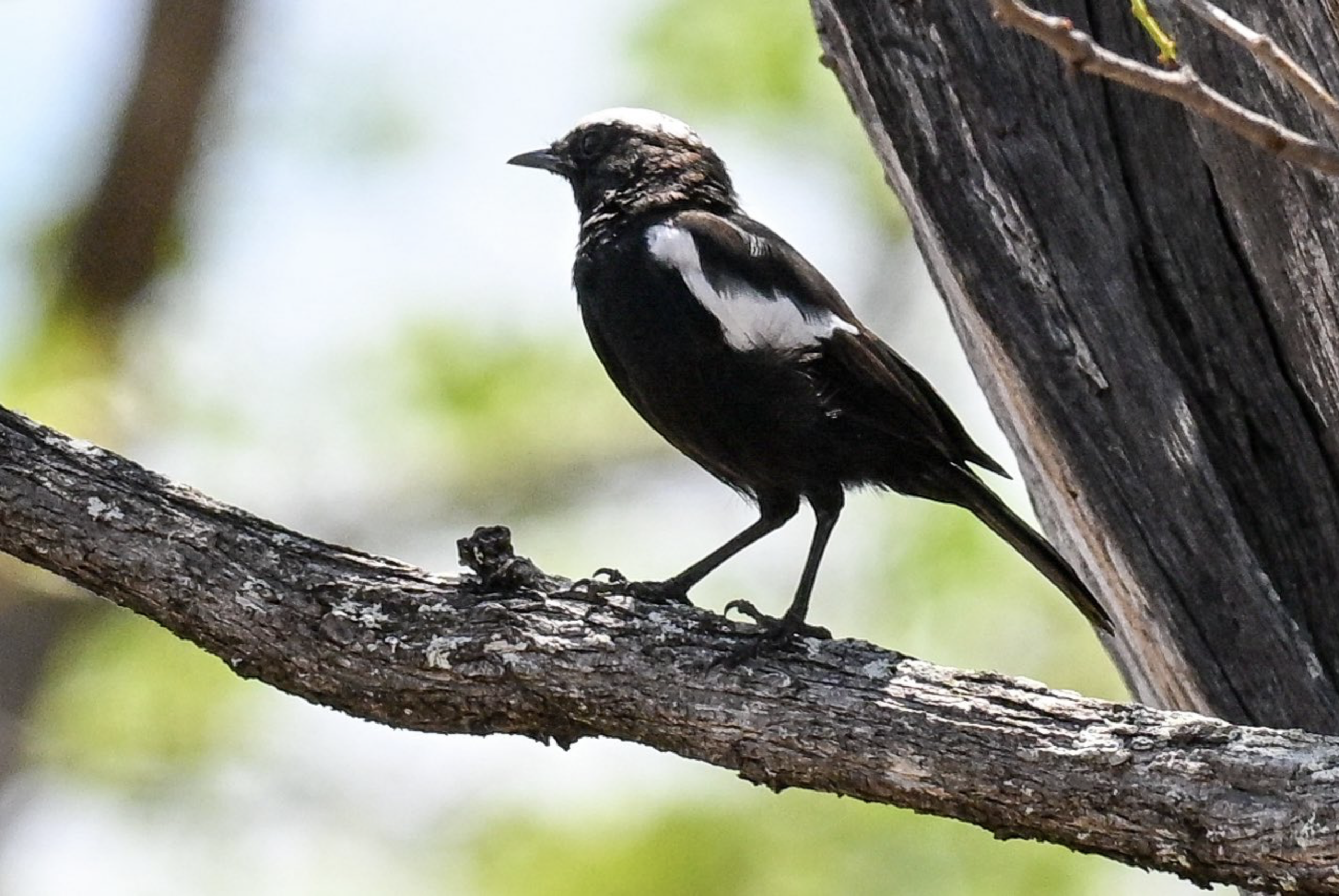 A black and white bird perched on a branch, with a blurred background of green and white.