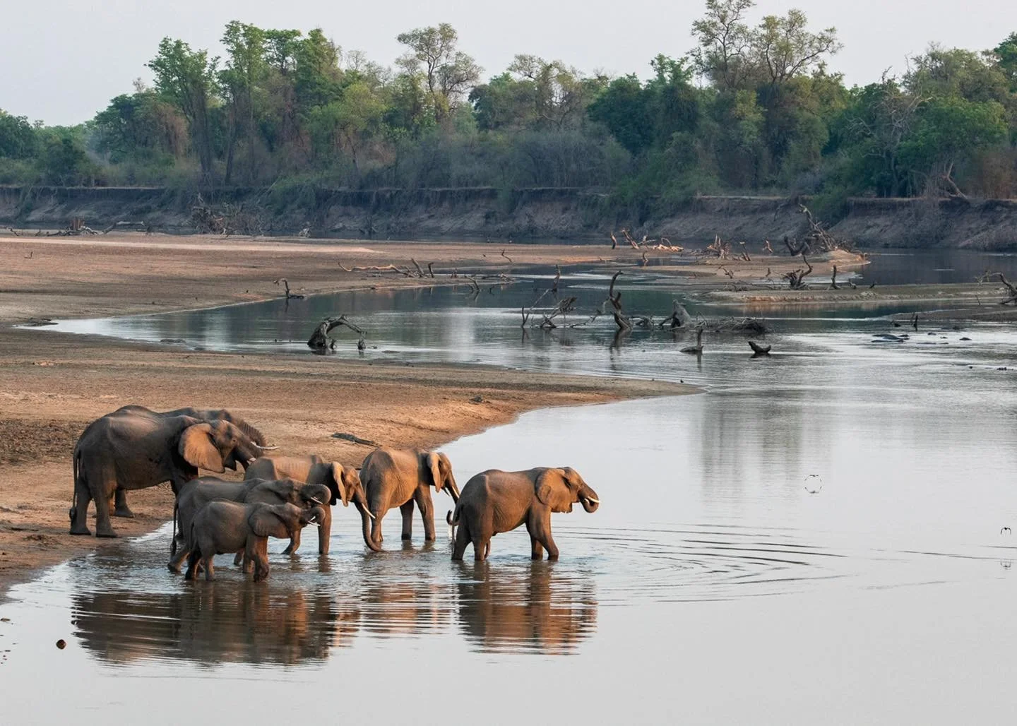 A group of elephants standing at the edge of the Luangwa river with trees in the background. Safari in South Luangwa national park with Wild Selection Tours.