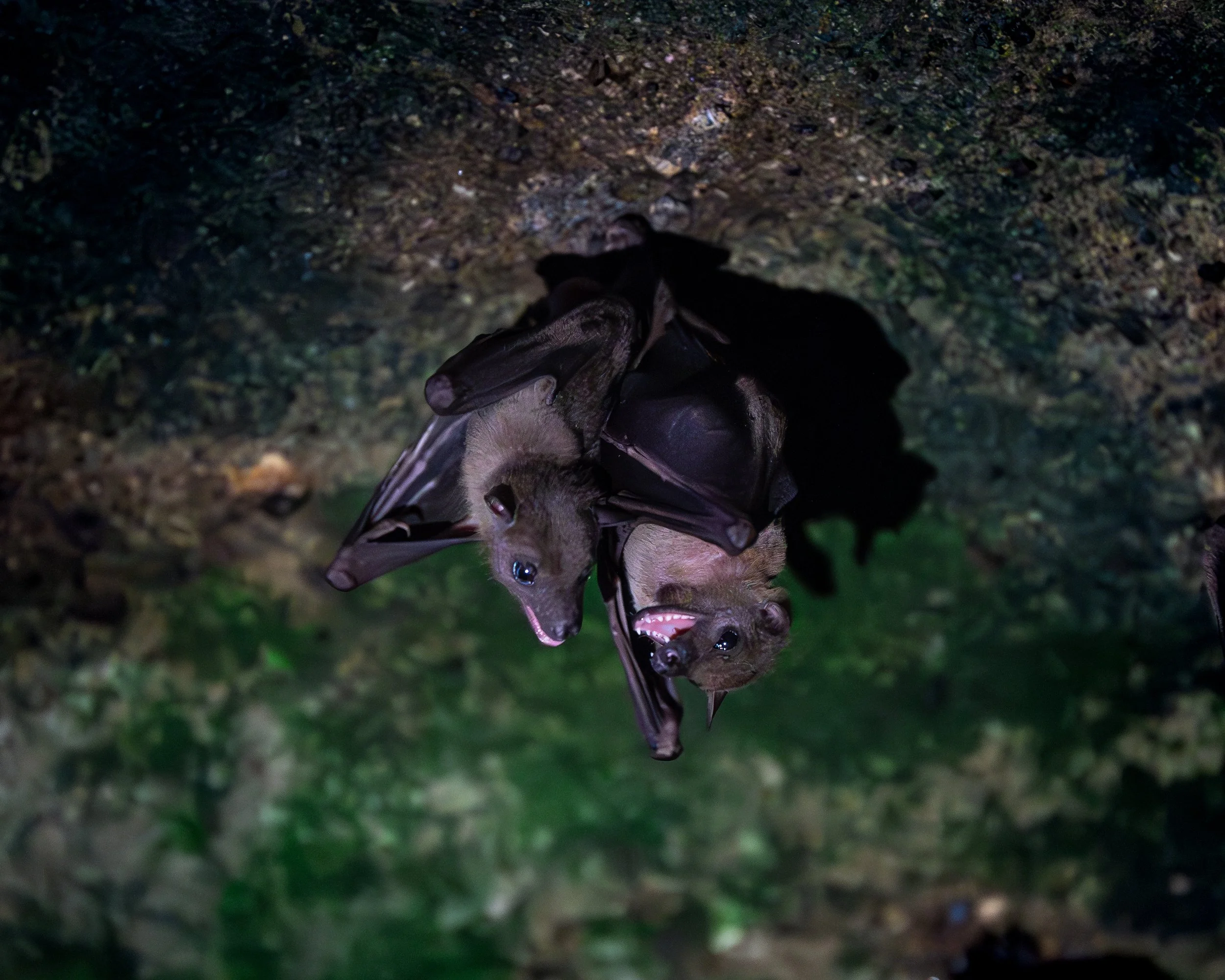 Two bats hanging upside down in a bat cave. Bali, Indonesia.