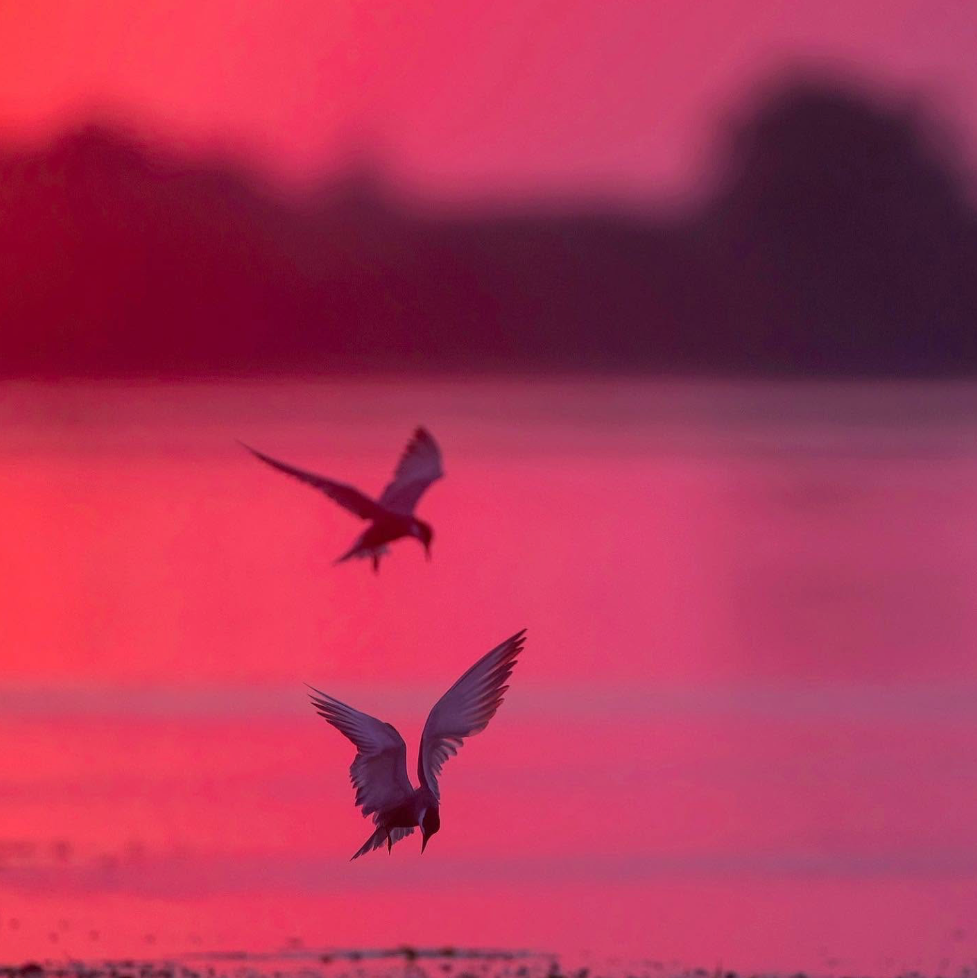 Silhouettes of multiple birds flying against a vibrant pink and purple sunset sky.