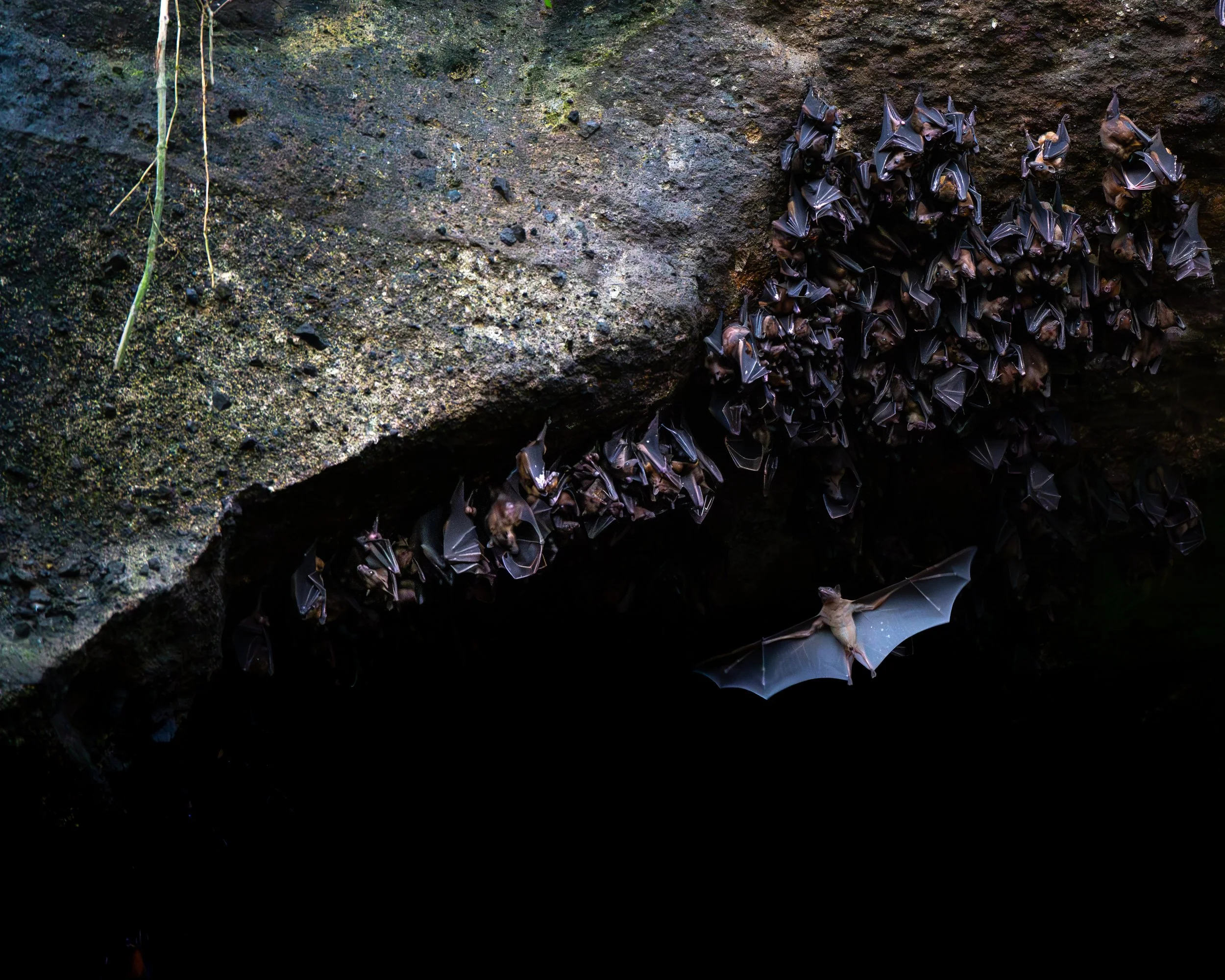 A group of bats hanging upside down on a rock ceiling inside a cave, with one bat flying out. Bali, Indonesia.