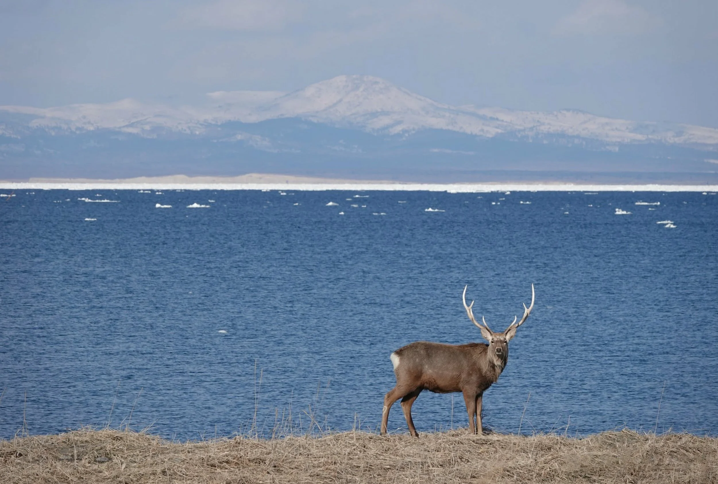 A deer standing on the shore of a lake with a snow-capped mountain in the background. Hokkaido, Japan.