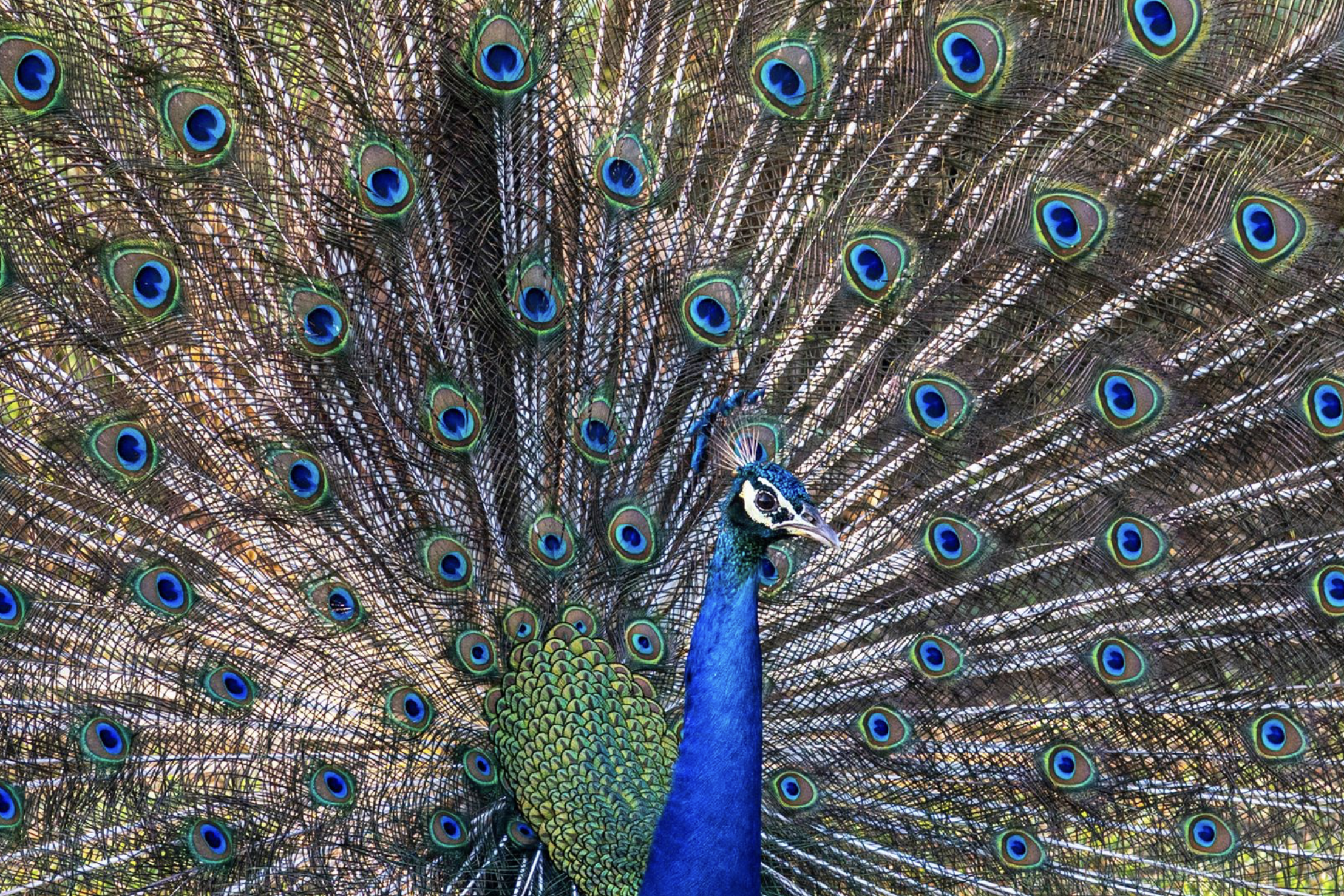 A peacock with its vibrant, colorful tail feathers fully fanned out, showing eye-shaped patterns on the feathers. Birding tour in Lumbini, Nepal. Wildlife expedition and phot safari with Wild Selection Tours.