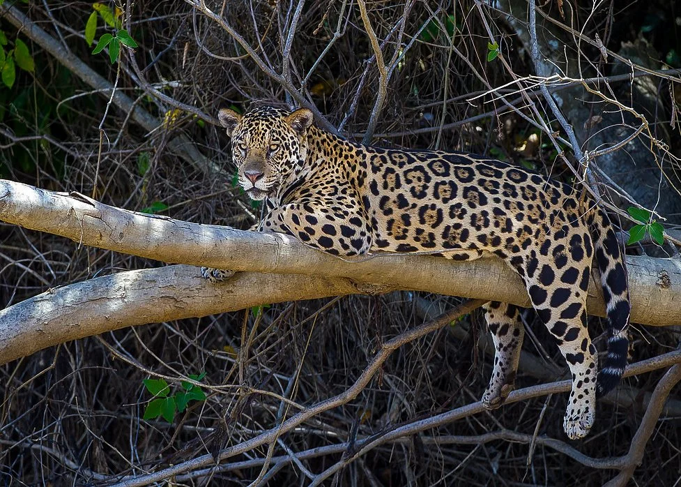 A leopard resting on a tree branch in a forested area.