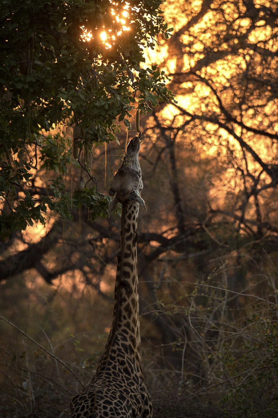 A Thornicroft´s giraffe reaching up to eat leaves from a tree during sunset in the African savannah. Safari in South Luangwa national park with Wild Selection Tours.