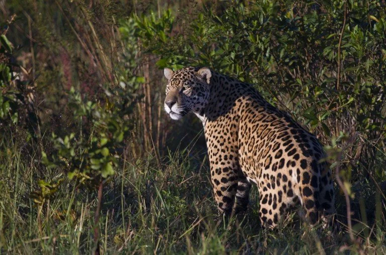 A jaguar walking through tall grass and dense vegetation in a jungle or forest.