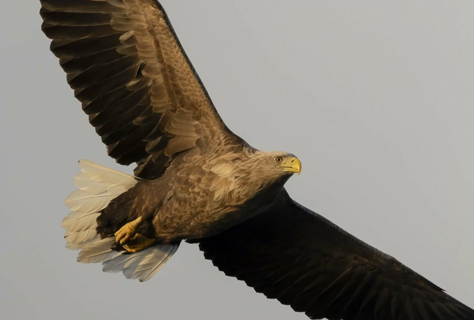 A white-tailed eagle soaring with wings spread wide, showing brown and white feathers, against a pale sky. Shiretoko, Japan.