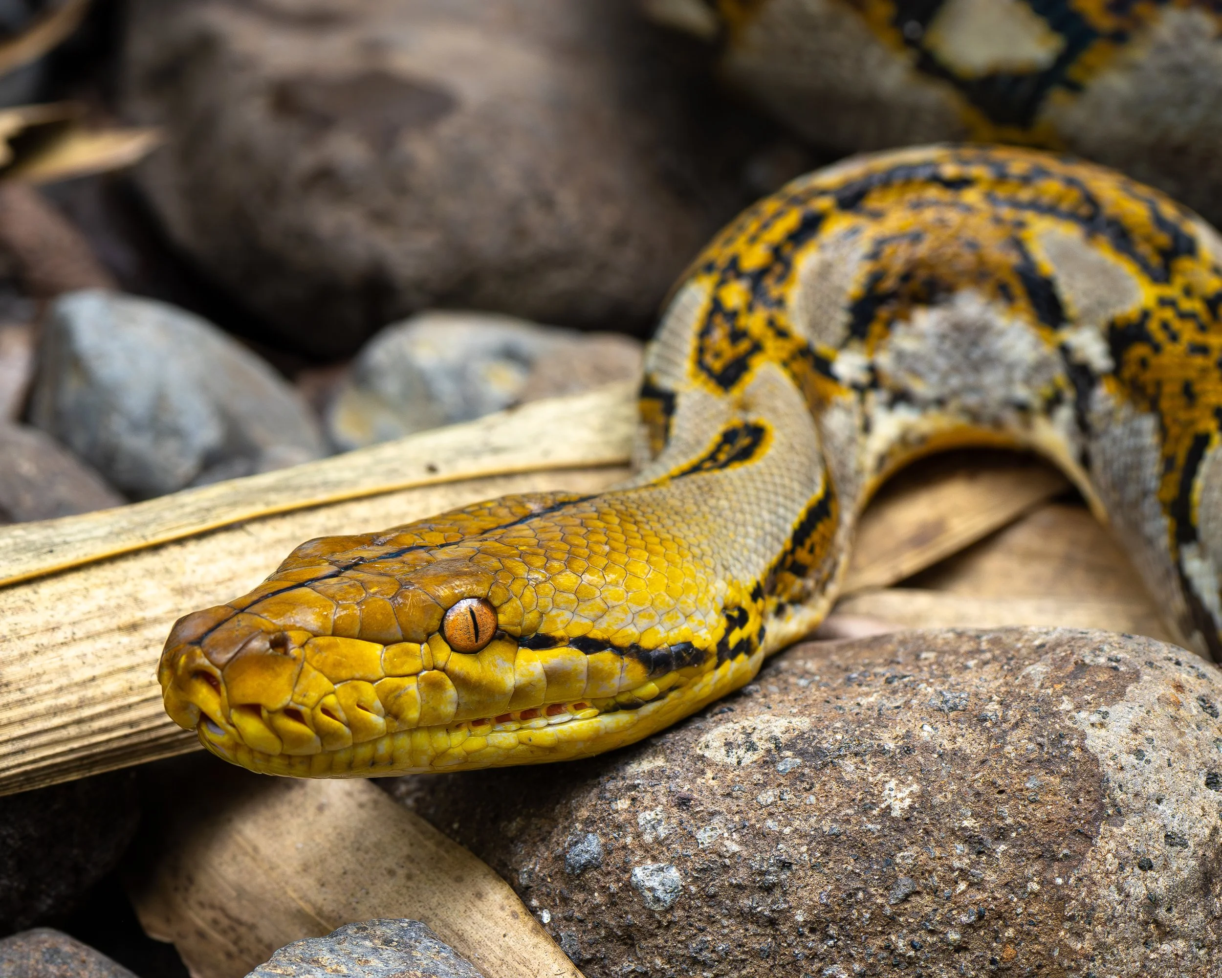 Reticulated photon on Bali, Indonesia.