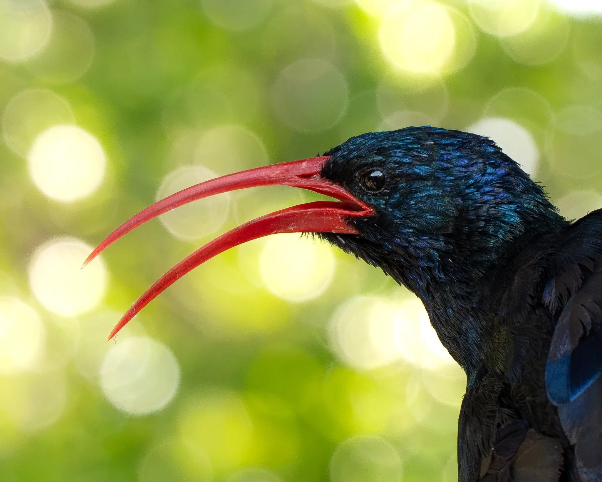 Green wood hoopoe with iridescent blue highlights has a long, curved red beak and is set against a green, bokeh background. Greater Krüger, South Africa.