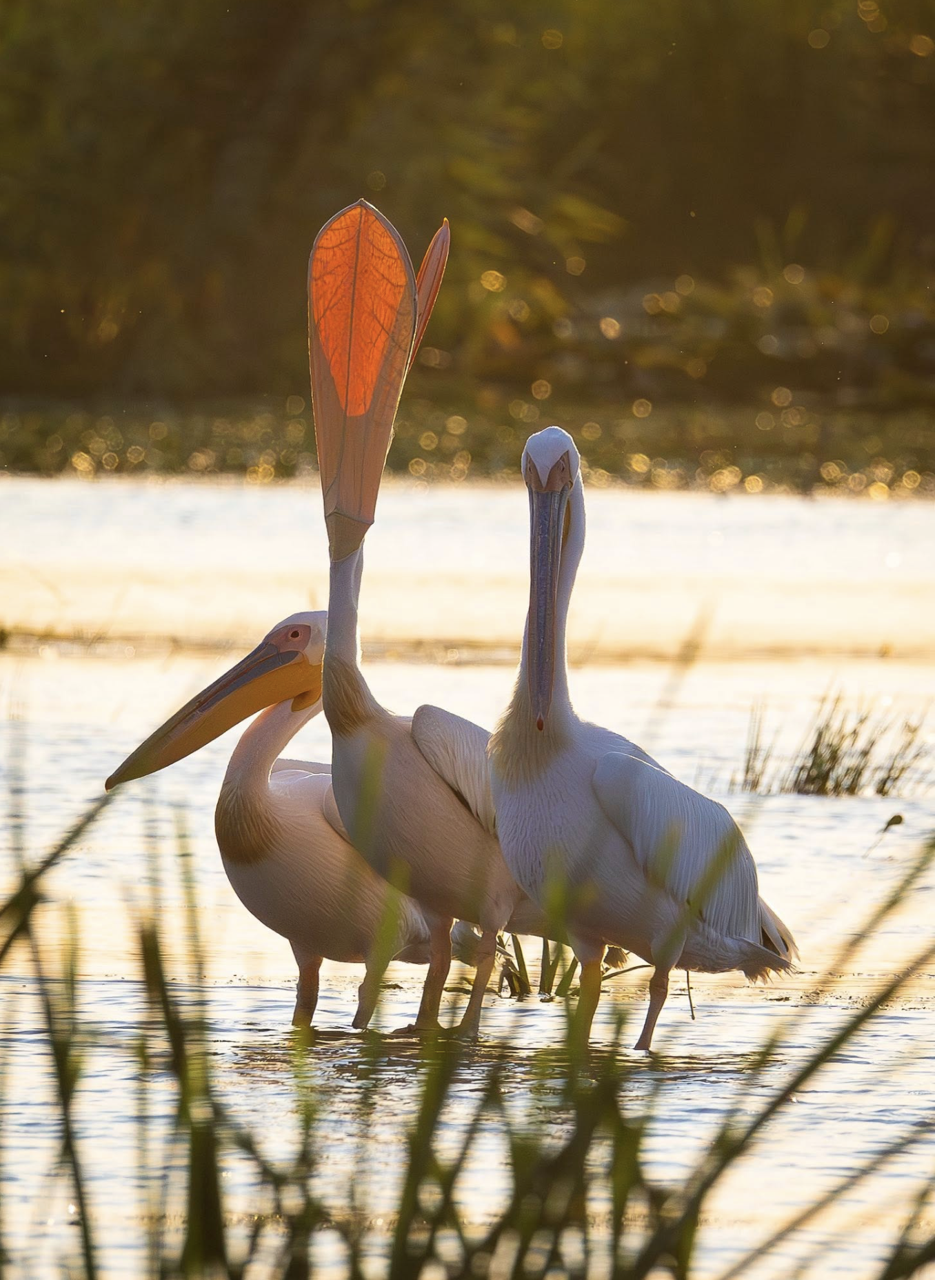 Three white pelicans with one having an orange-colored wing feather, standing in a body of water during sunset.