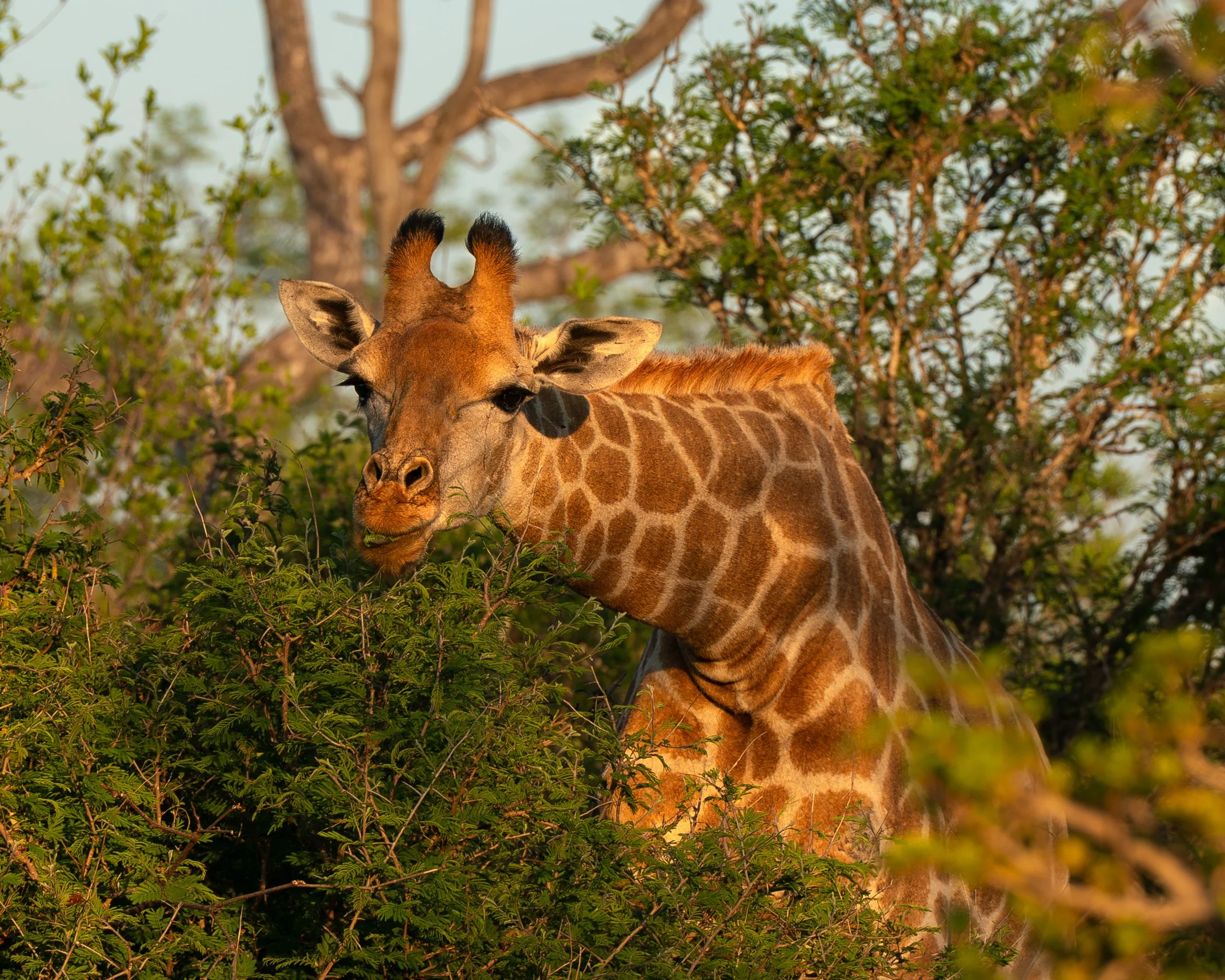 A southern giraffe in a natural habitat feeding on Mopane leaves in Selati game reserve, South Africa.