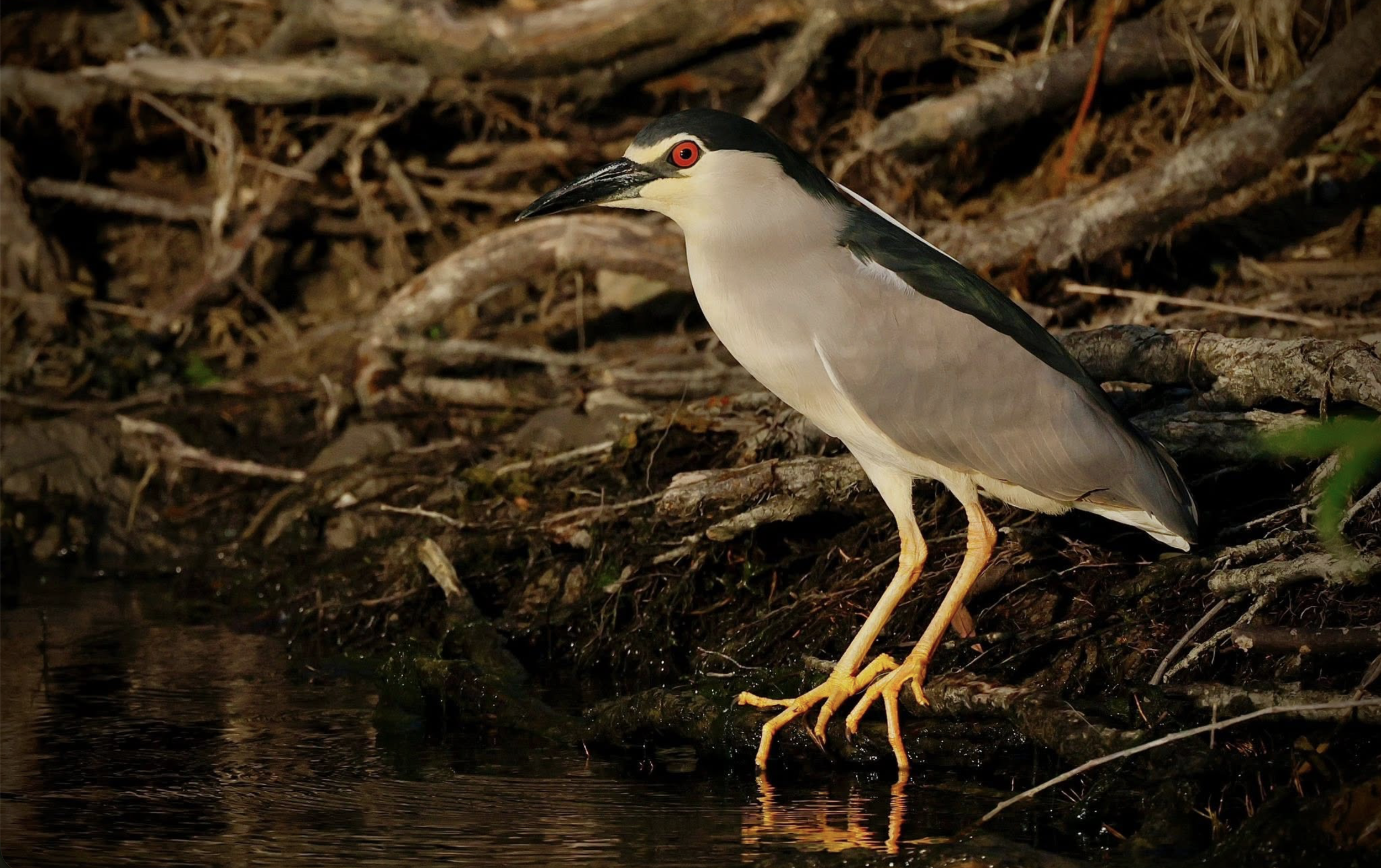 A heron standing by a body of water among twigs and branches, with its beak pointed downward and sitting on yellow legs.