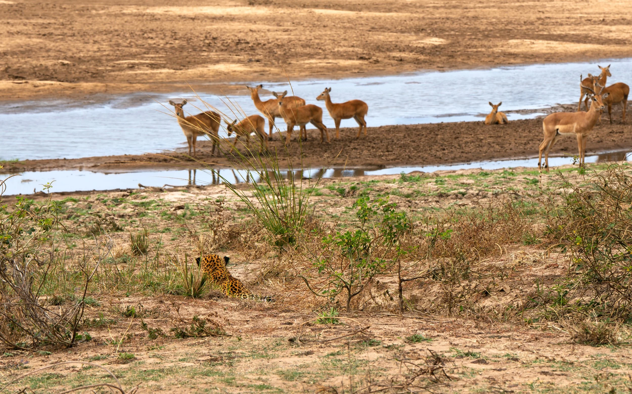 A leopard on the hunt in South Luangwa national park, Zambia. Action packed safari in the Valley of the Leopards.