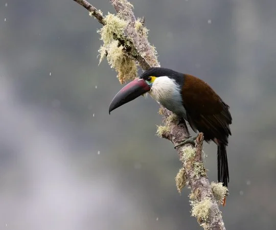 A black-billed mountain-toucan perched on a branch in a misty environment. Bird watching in Colombia. Wild Selection Tours.